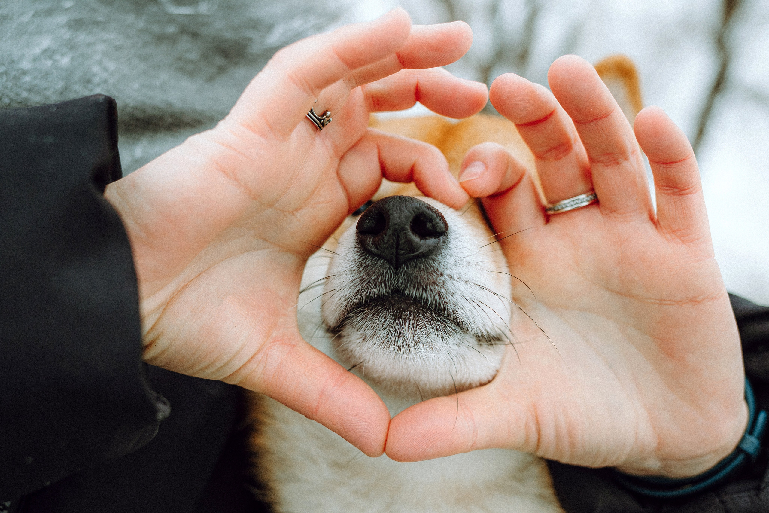 Настя и Ронин