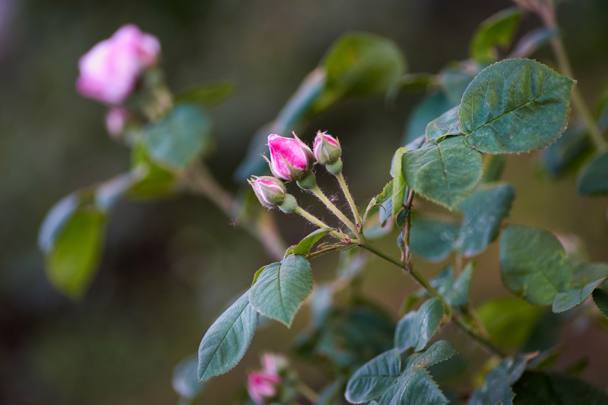 Наша мать — природа. Фотограф Владимир Артамонов