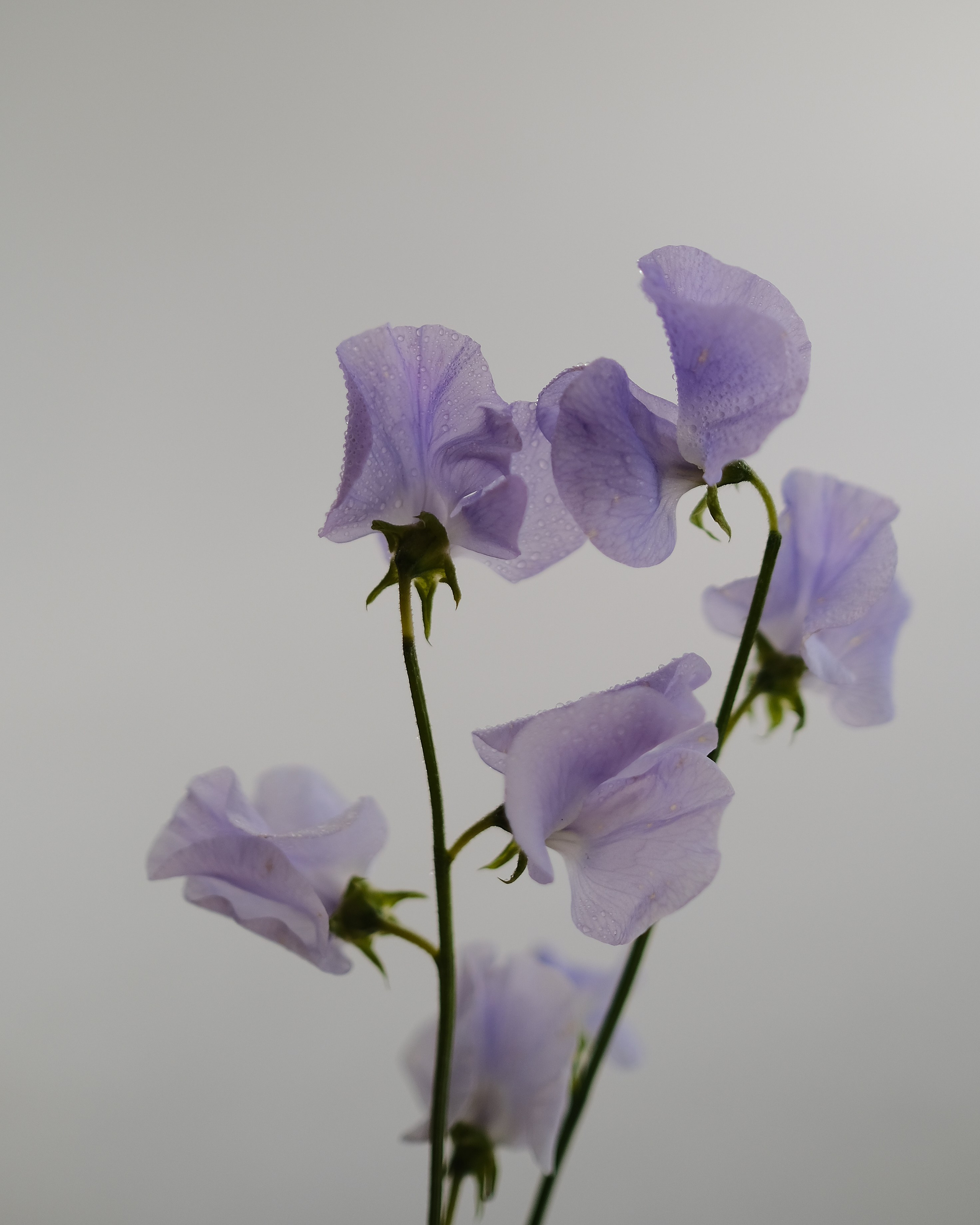 Творчество. Портретный и репортажный фотограф в Санкт-Петербурге Дарья Сибирякова