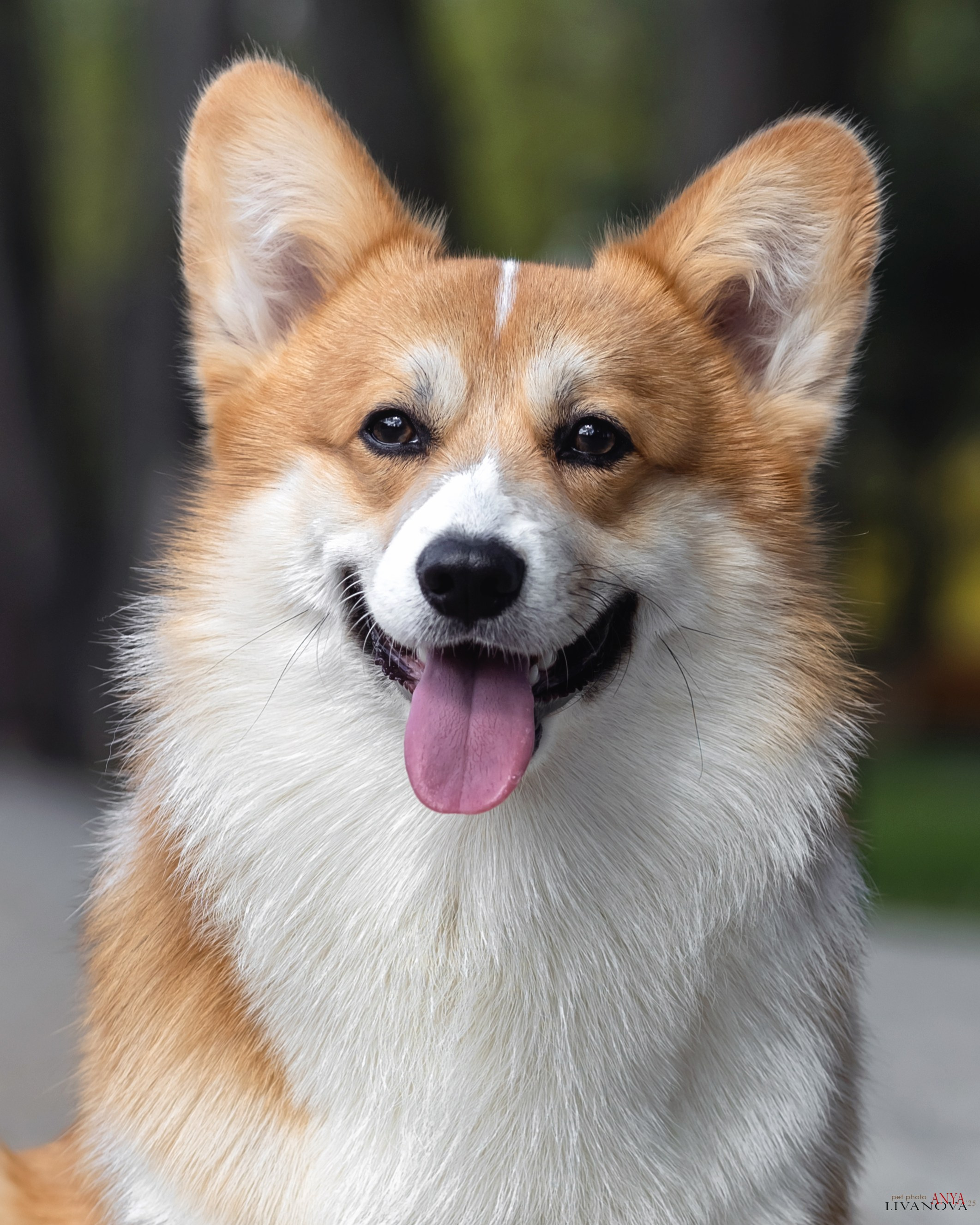 Коржи. Фотограф анималист Аня Ливанова | Рыбинск