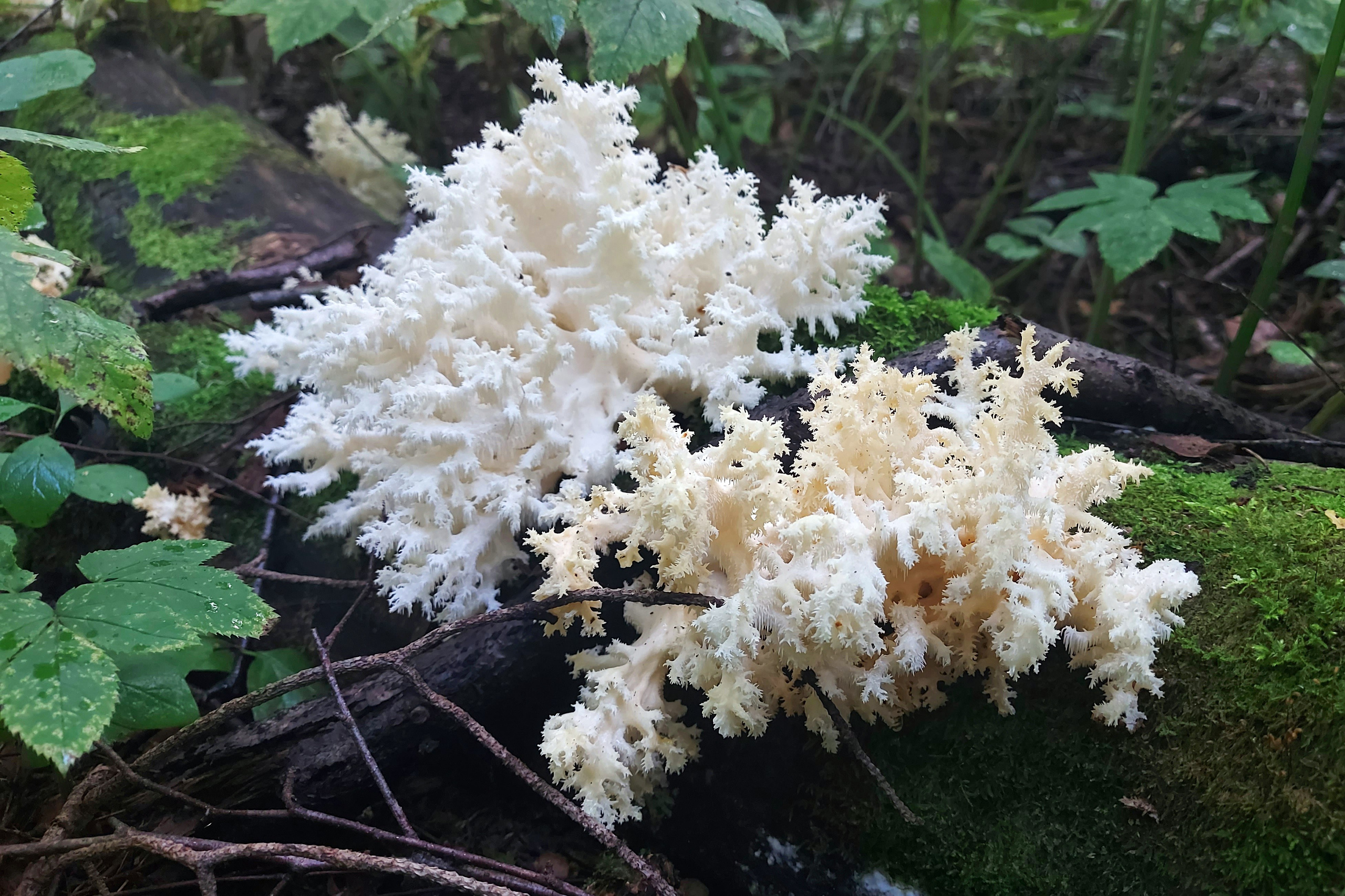 Цветы. Ваш личный фотограф Марина Волкова