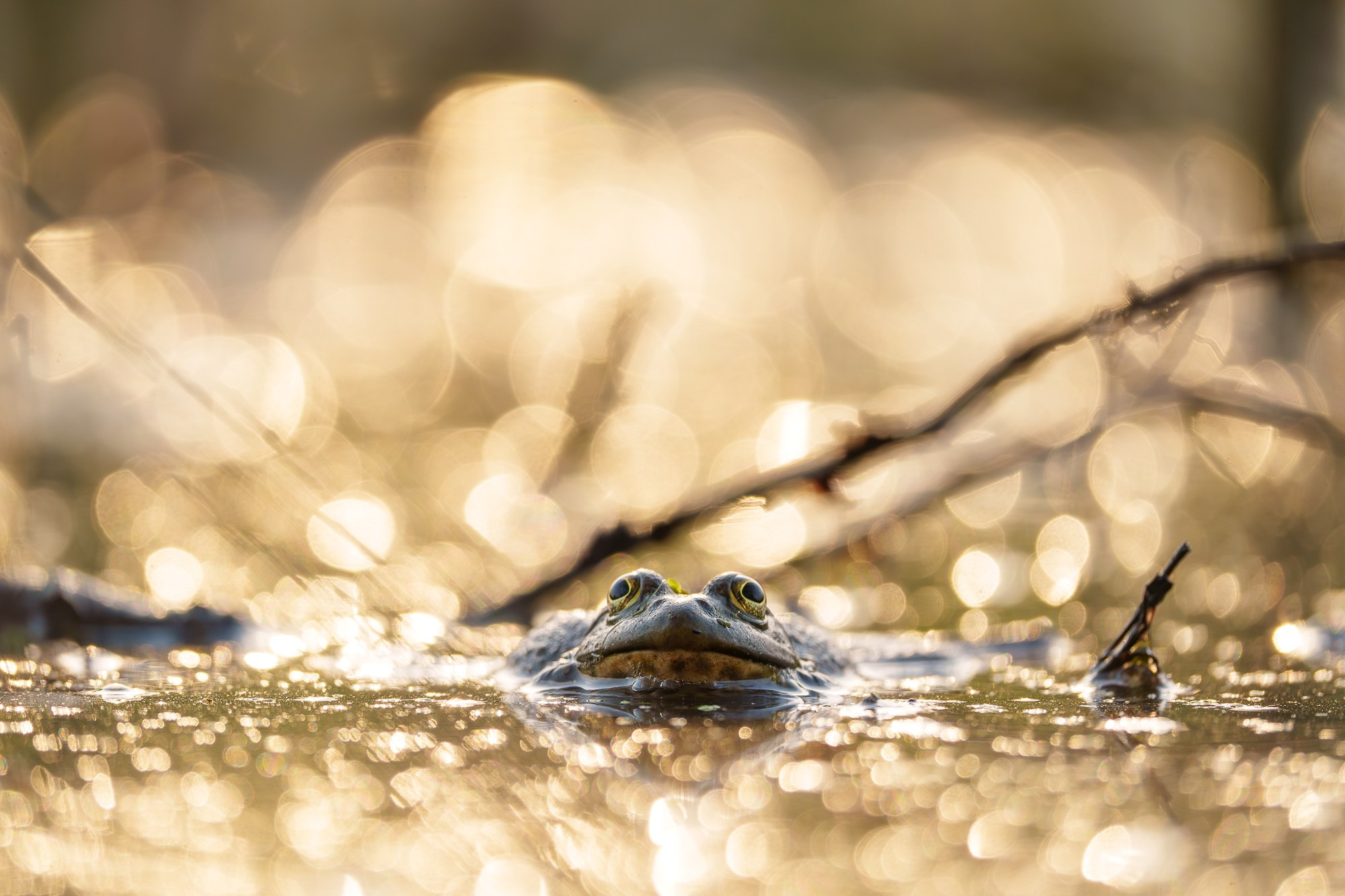 Животные. Ваш личный фотограф Марина Волкова