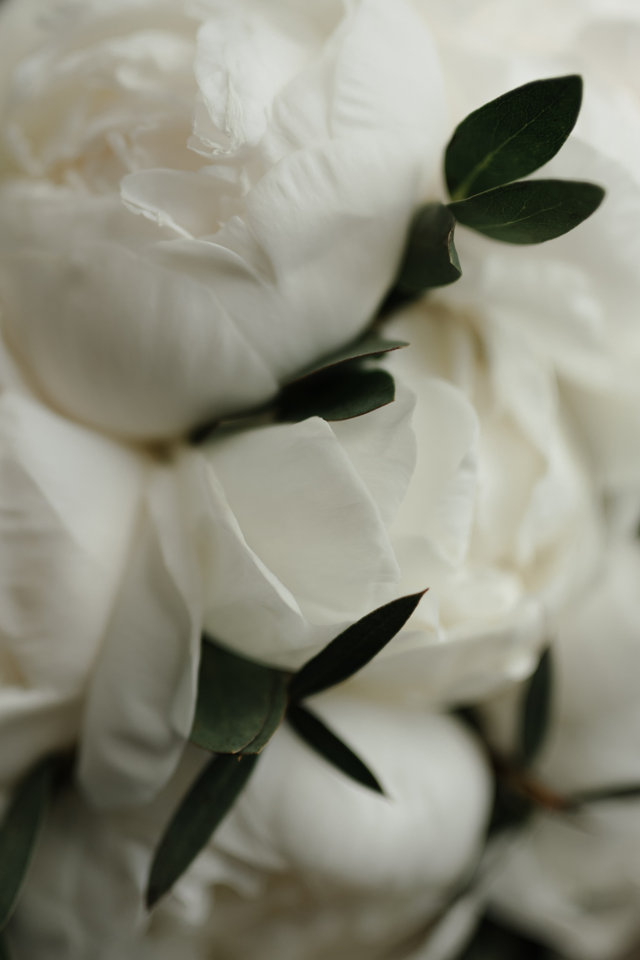 Свадьба Павла и Юлии. Фотограф Кольчугино/Владимир/Москва Елизавета Иода