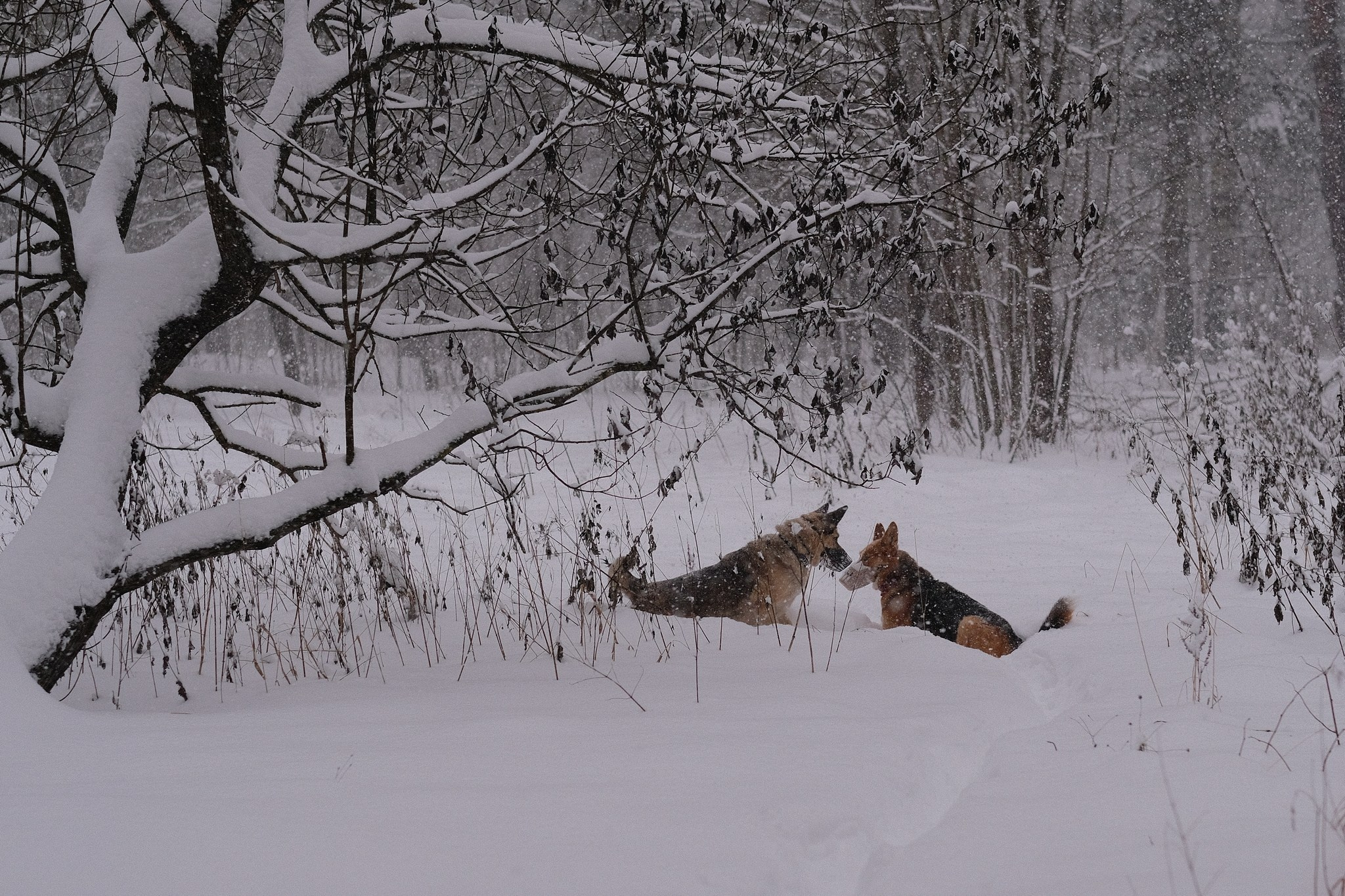 Герда, Лиса и их люди. Дмитрий Бречалов