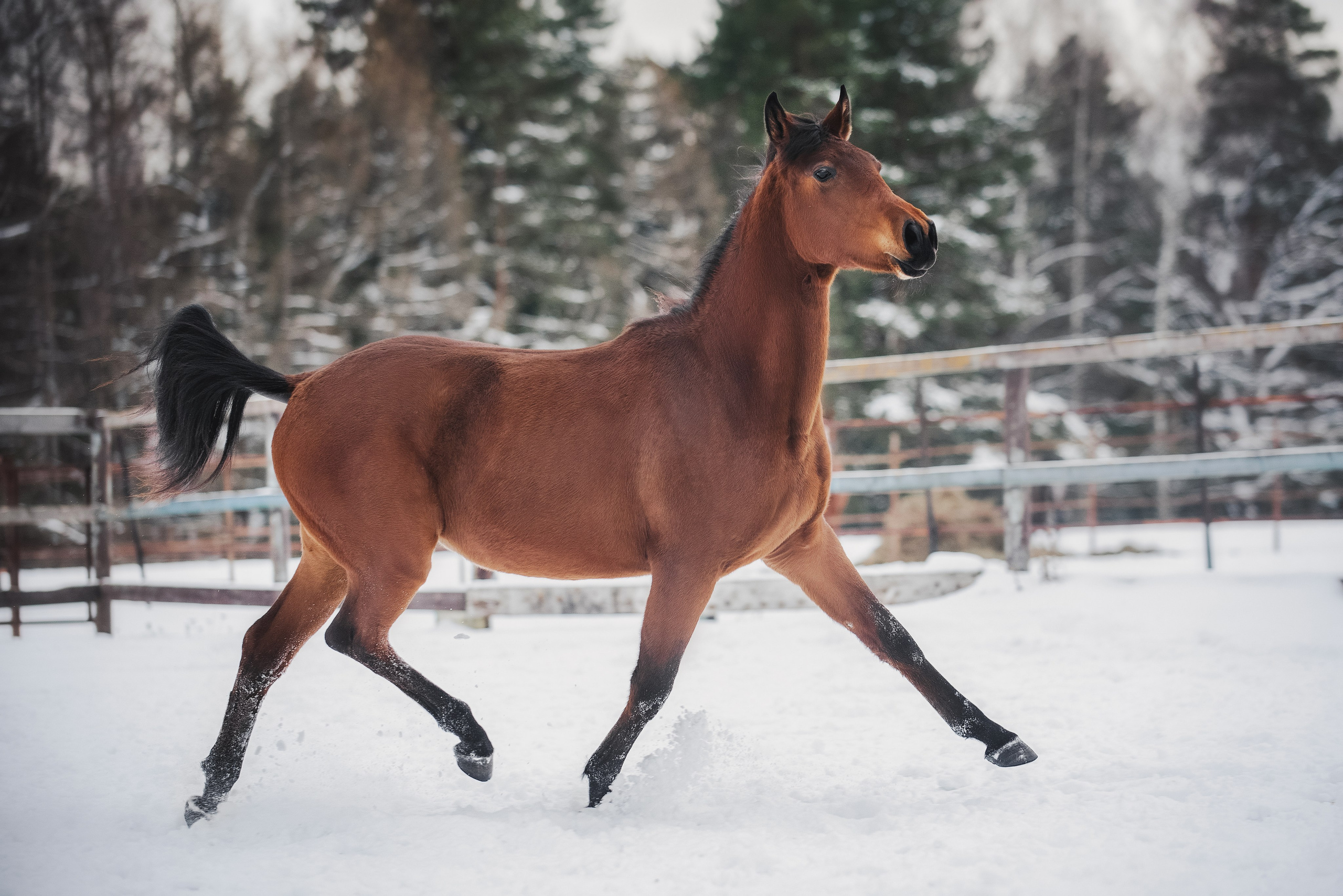 Дестини. Куракина Дарья • Конный фотограф
