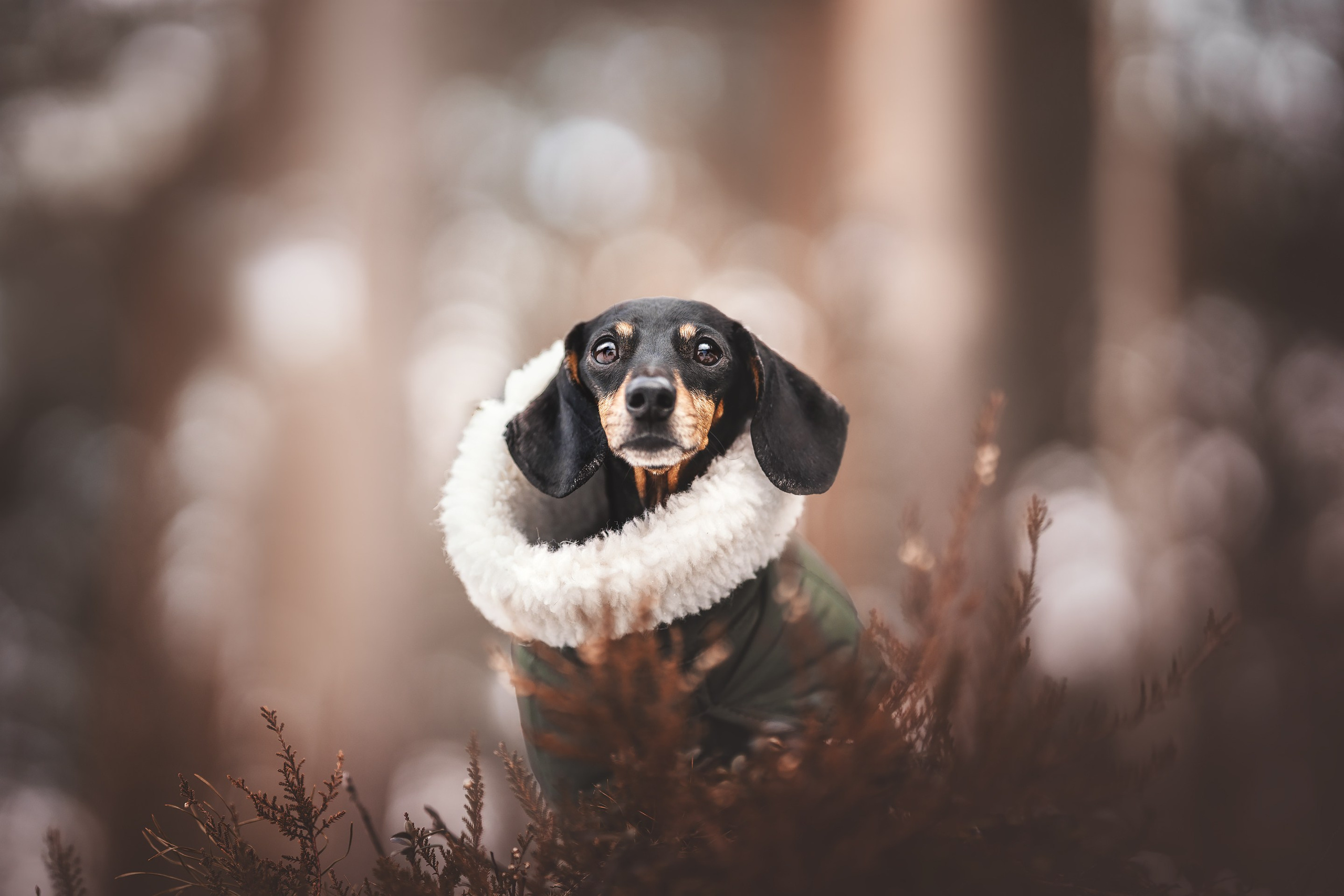 Клякса. Фотограф анималист Осипчикова Мария
