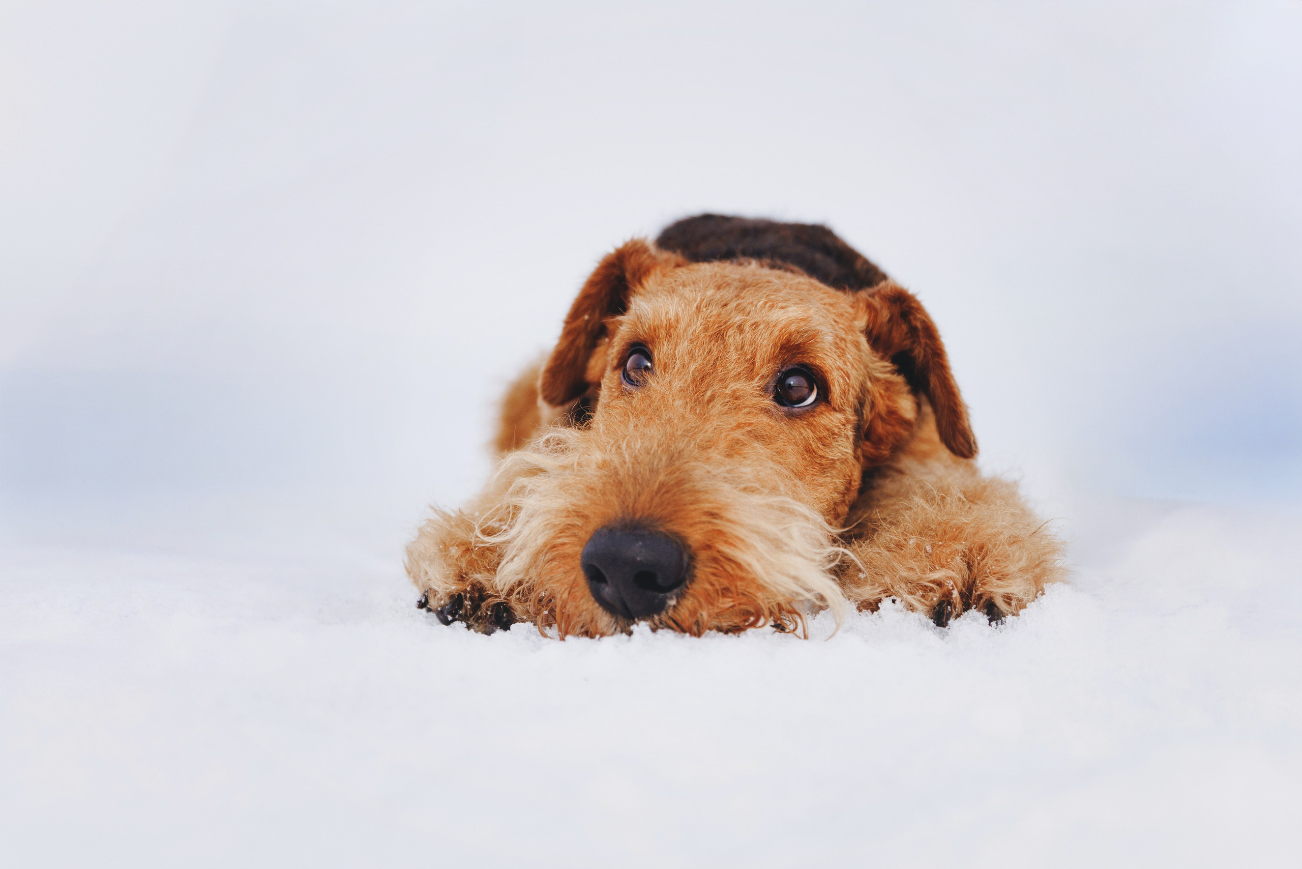 Оля и Хард. Фотограф анималист Осипчикова Мария