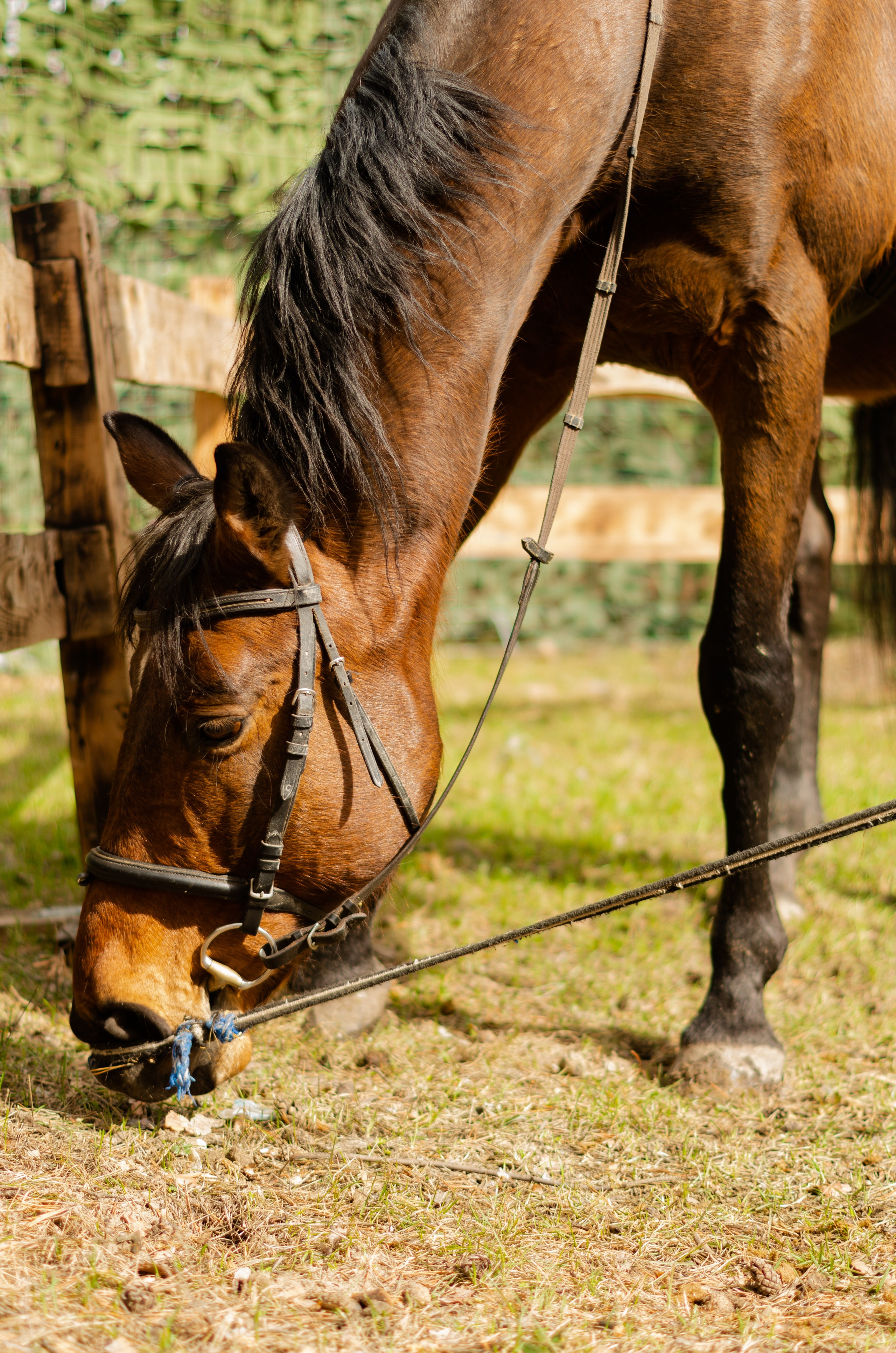 Ковбойская девчонка. Фотограф Марина Доглядная Челябинск фотосессии с лошадьми, мотоциклами