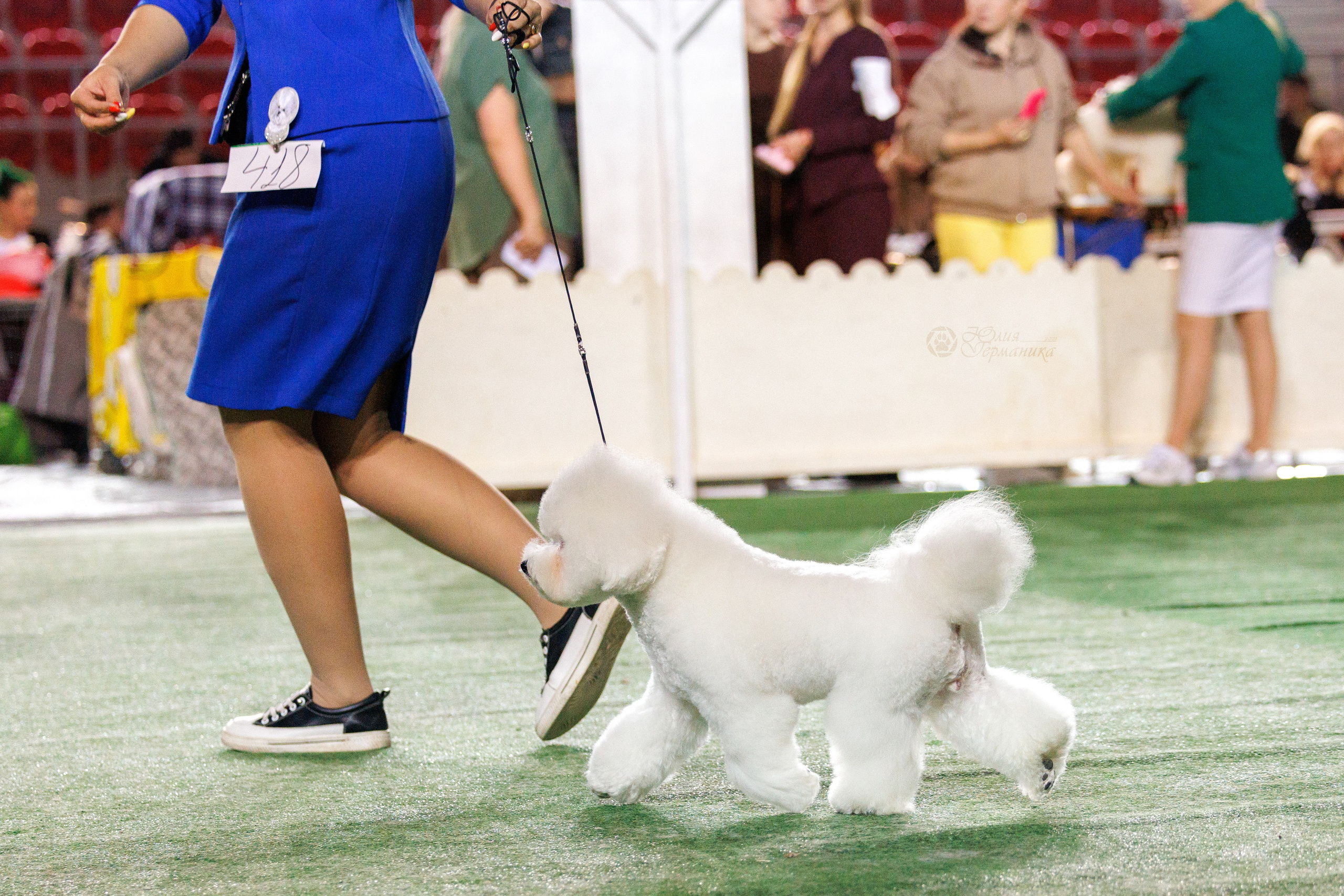 Грузия,Телави 2хCACIB 19-20.10.2024. Фотограф-анималист Юлия Германика