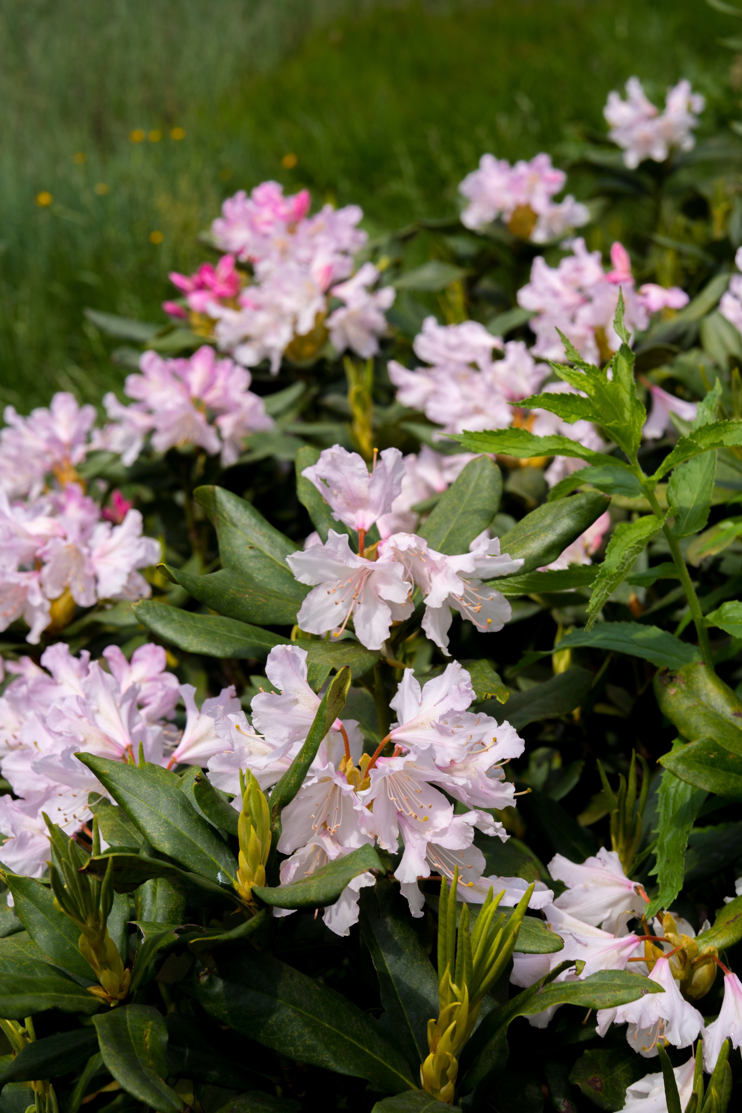 MICE мероприятие для компании «Доставка морем»: хайкинг к Ачипсинским водопадам. Репортажный фотограф в Красной Поляне и Сочи Павлюченко Екатерина