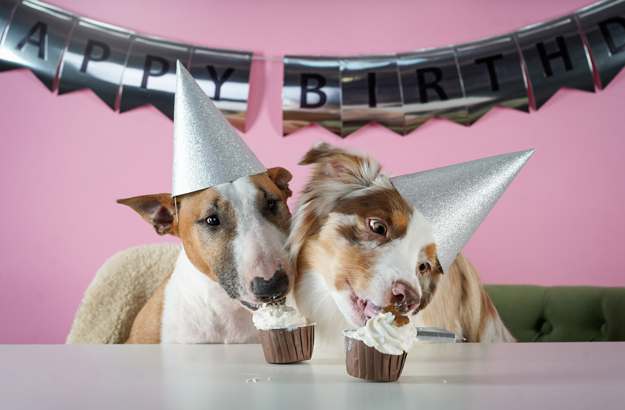 День Рождения Панды. Фотограф-анималист в Санкт-Петербурге Яна Мартынова