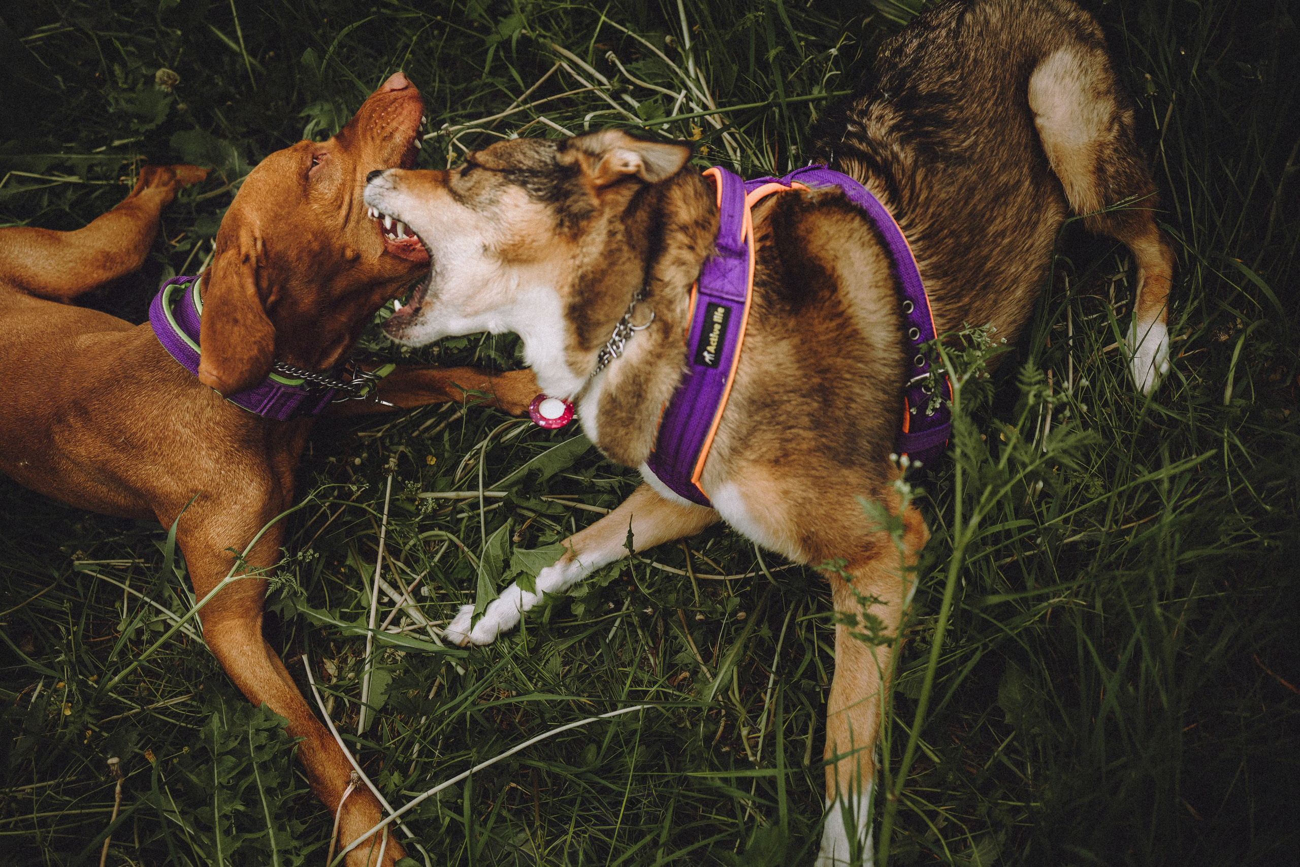 Груша, Данни, Фунтик и их семья