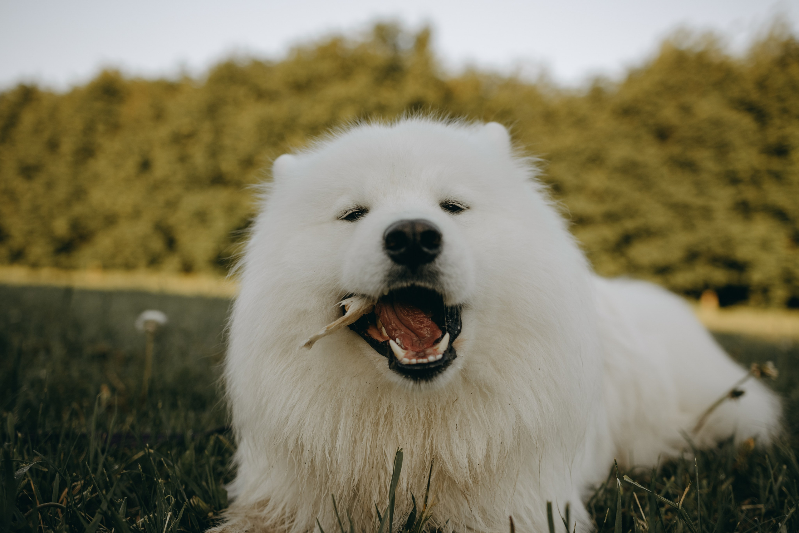 Танго и его семья. Фотограф — Анималист | Санкт-Петербург