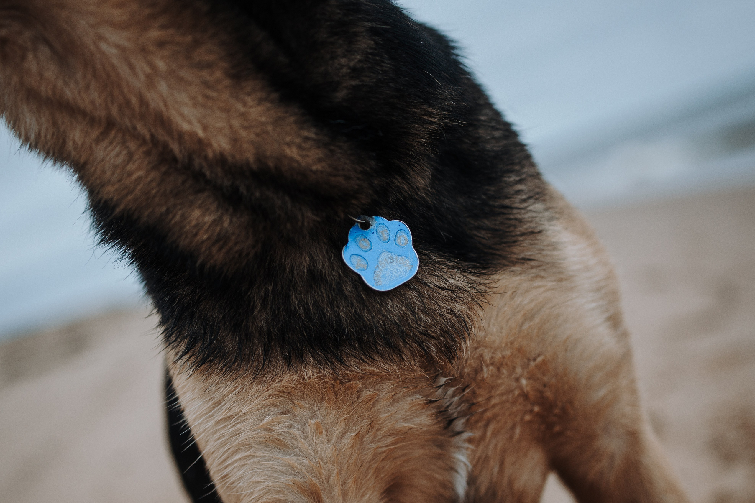 Наталья и Того. Фотограф — Анималист | Санкт-Петербург