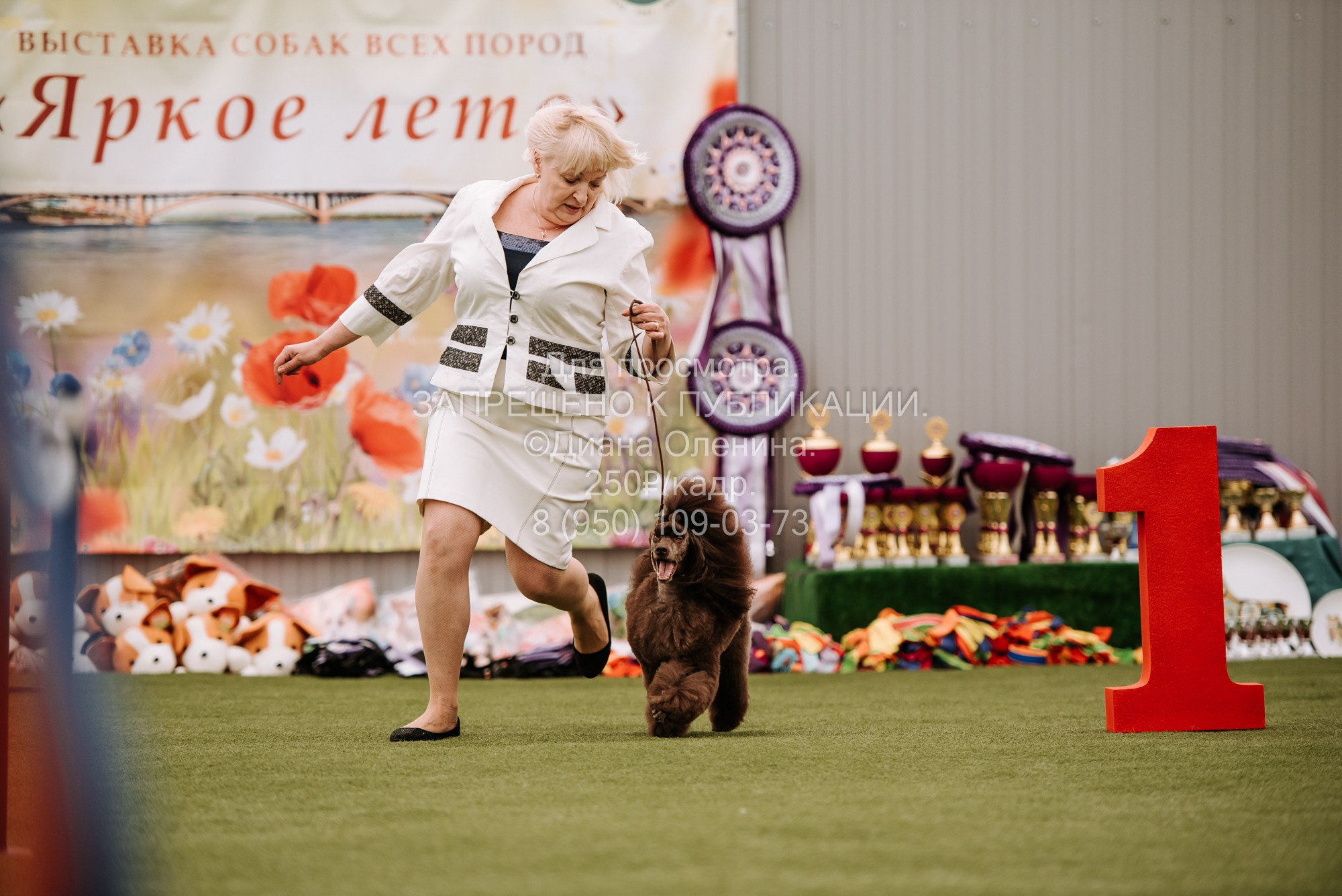 Выставка собак Красноярск 2.06. Фотограф Диана Оленина Красноярск / Братск