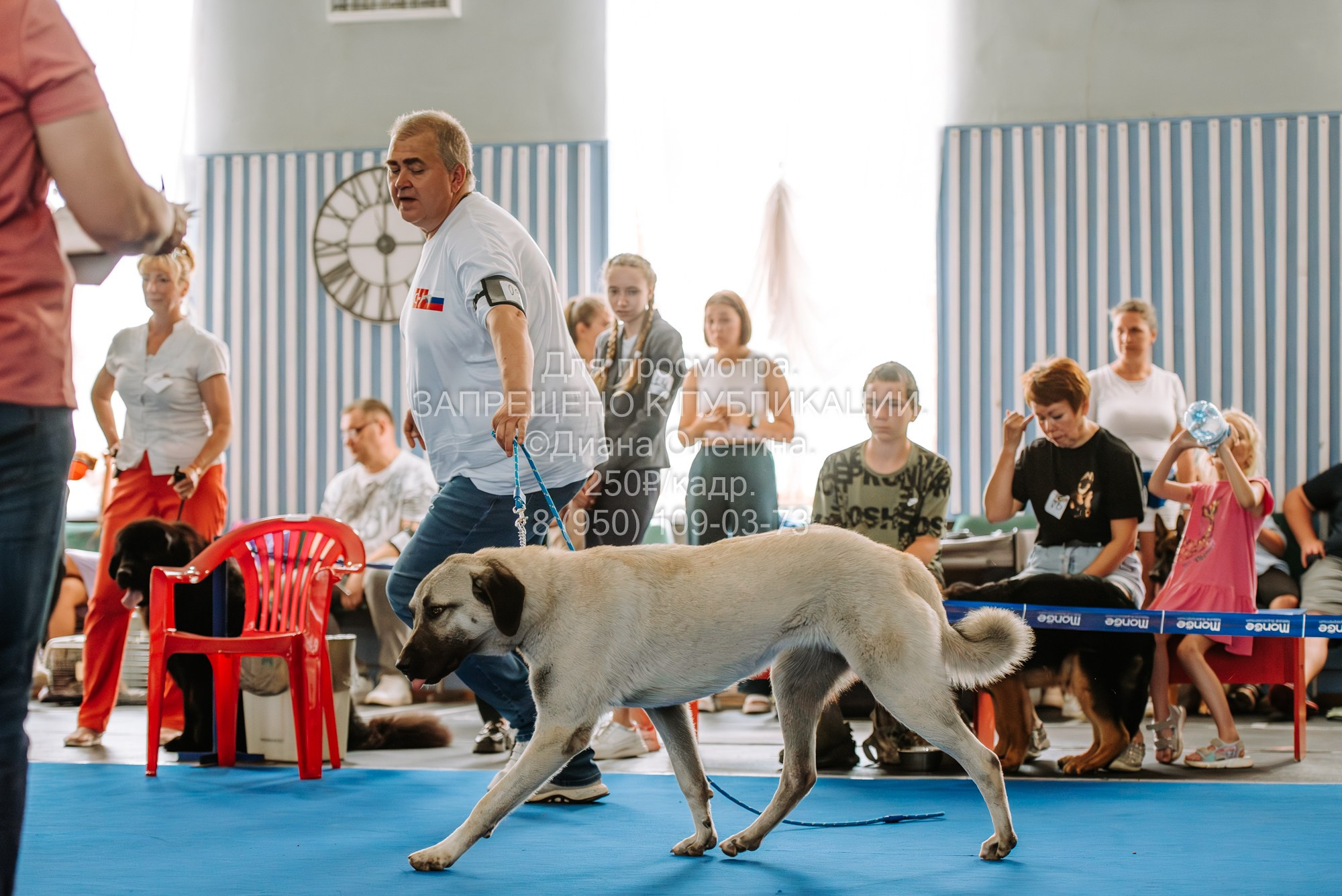 Национальная выставка собак всех пород ранга САС-IKU «Кубок Красноярск. Фотограф Диана Оленина Красноярск / Братск