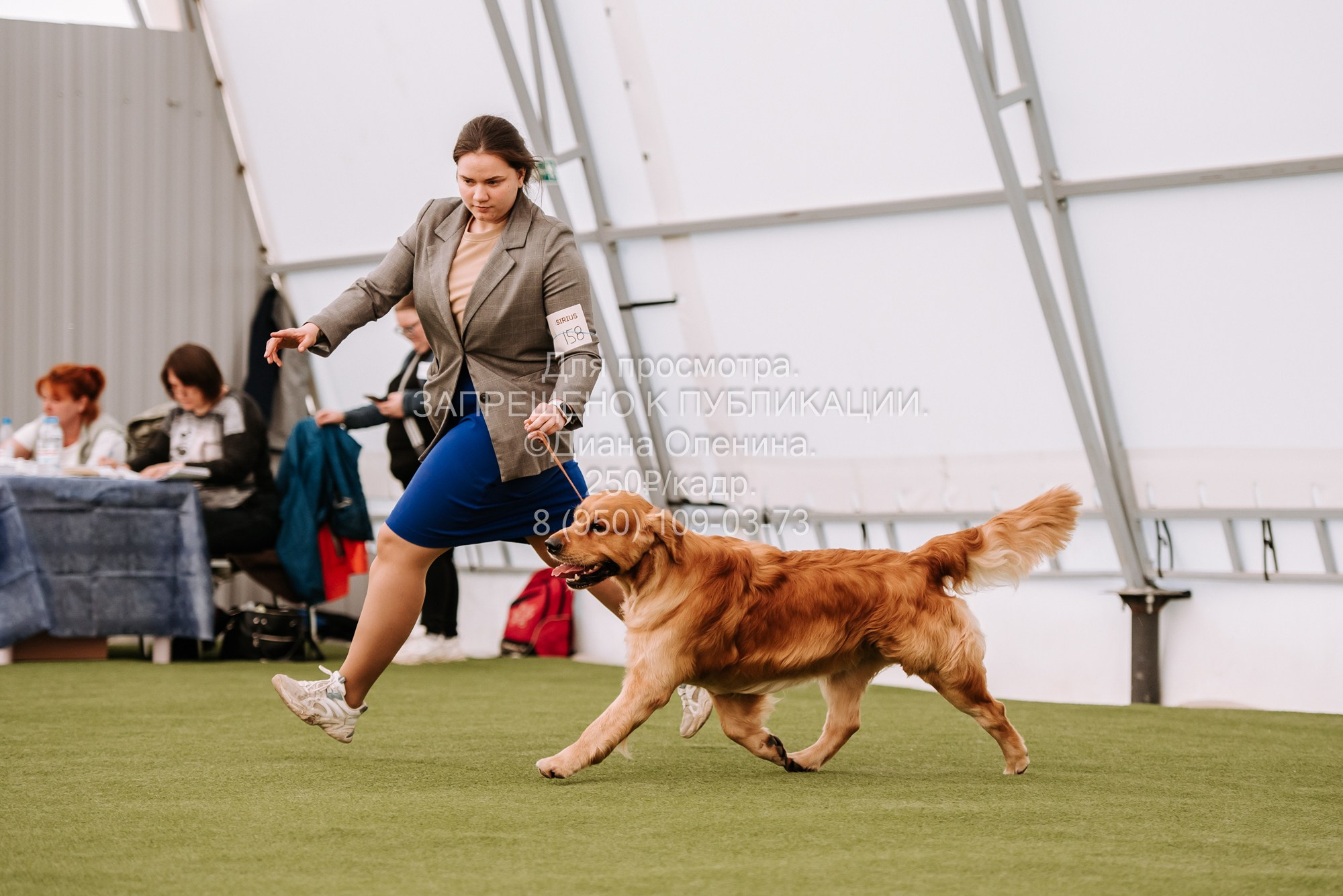 Выставка собак Красноярск 2.06. Фотограф Диана Оленина Красноярск / Братск