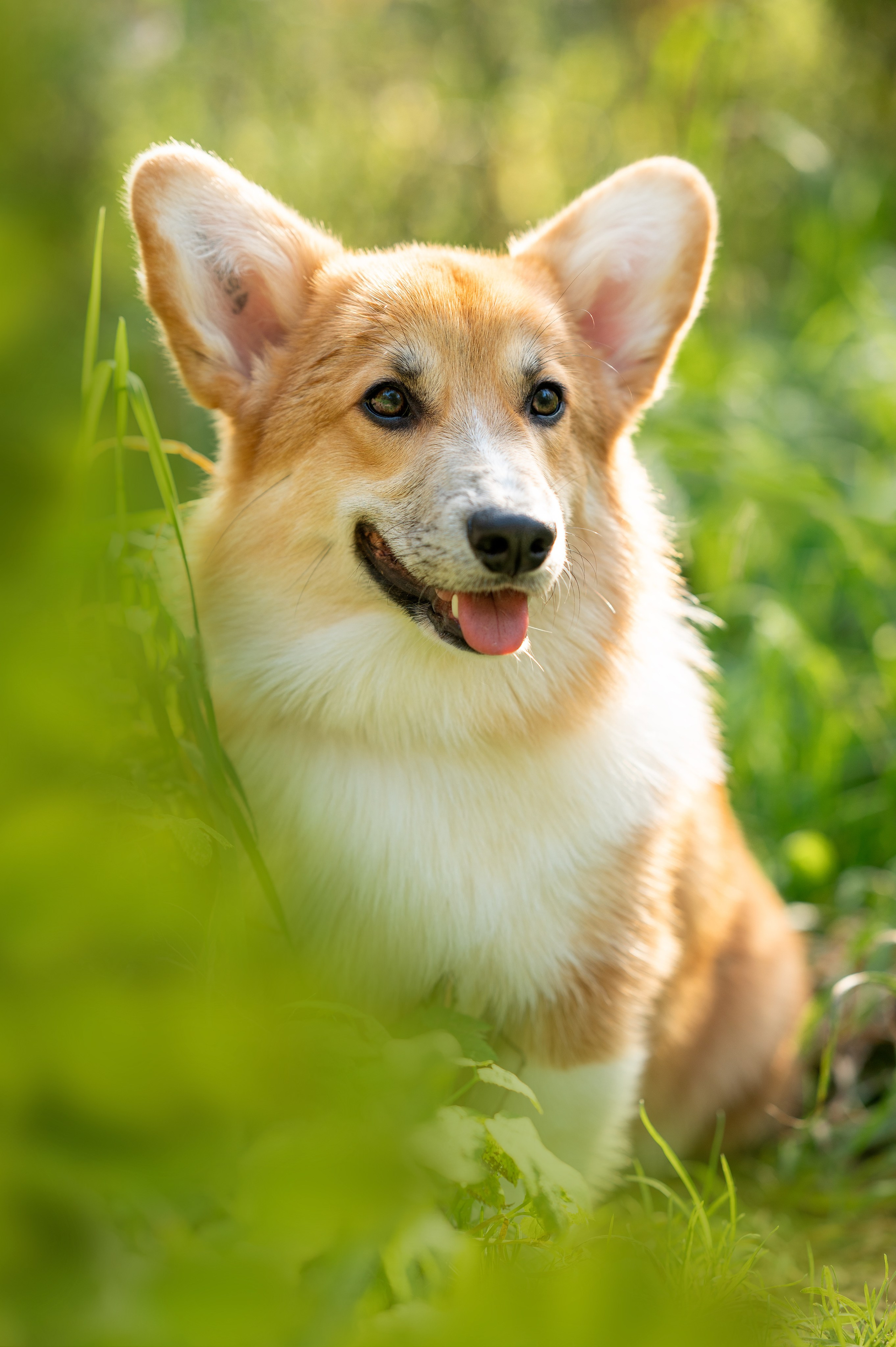 Заводчик Ольга Кушкина. Творческий фотограф Вологда