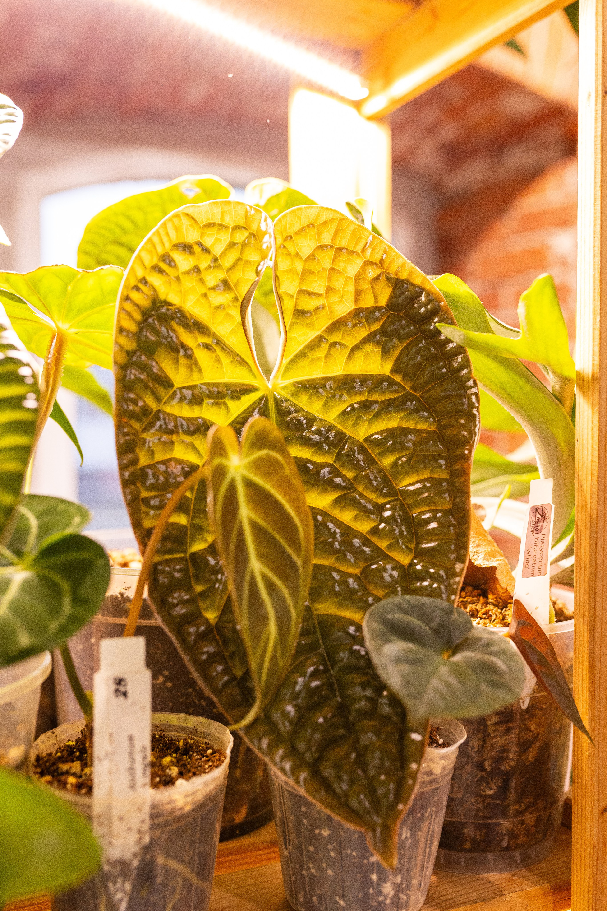 Green_Rare Ярмарка февраль 2025. Александра Куликова фотограф, Москва