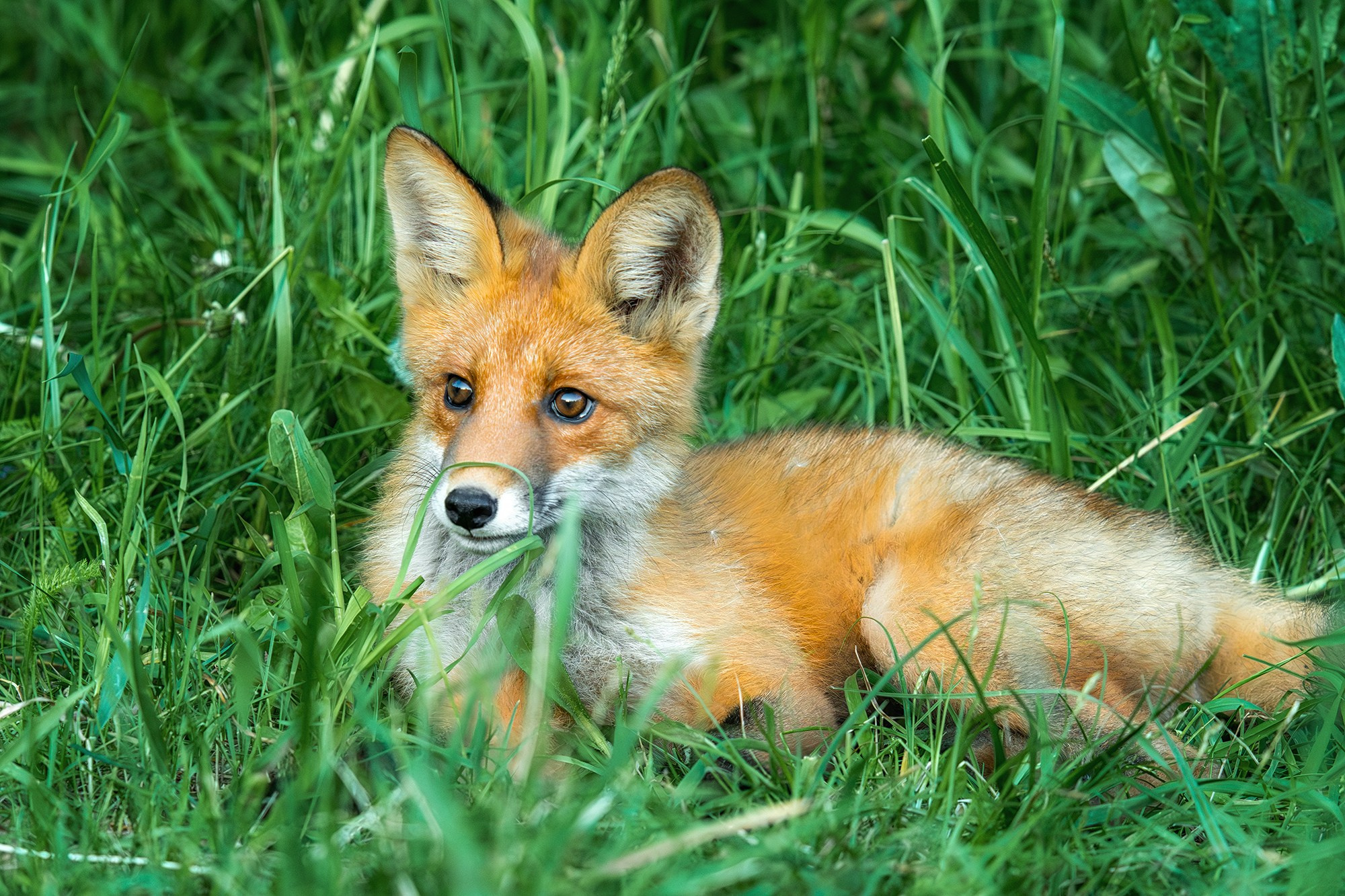 Животные. Ваш личный фотограф Марина Волкова