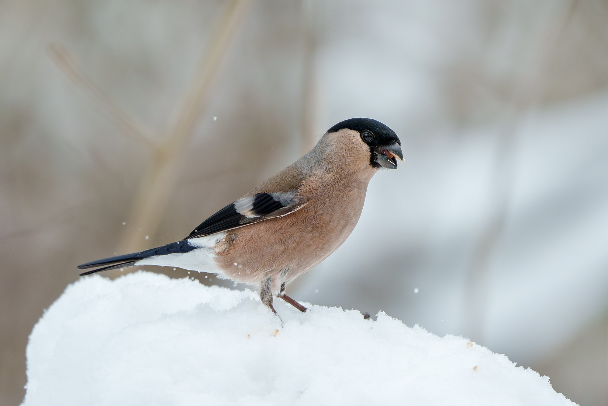 Удивительные мир птиц. Вокруг нас столько прекрасного — присмотритесь!. Ваш личный фотограф Марина Волкова