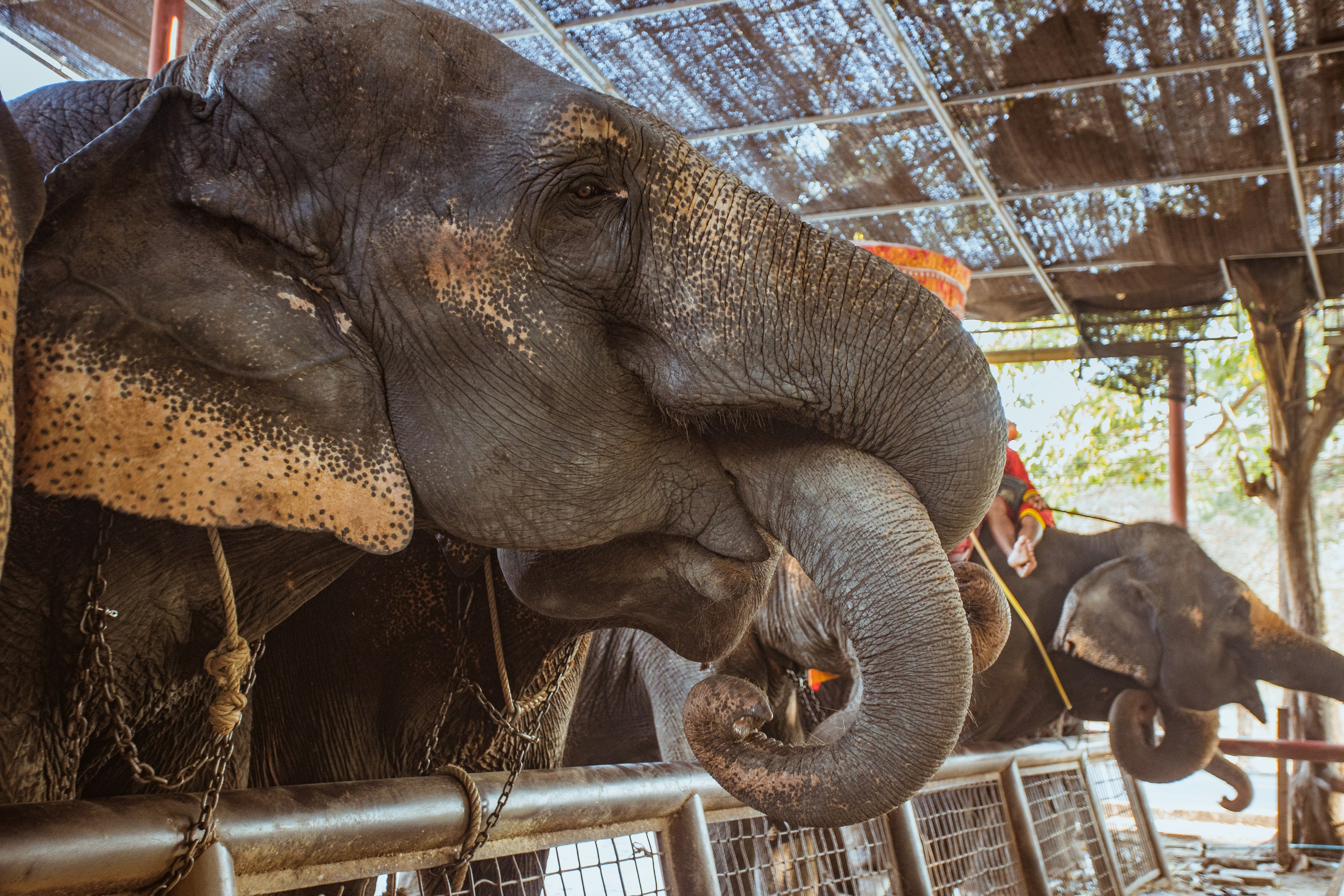 Ayutthaya. Photographer Sonkina Tatiana (Tanya Ash)
