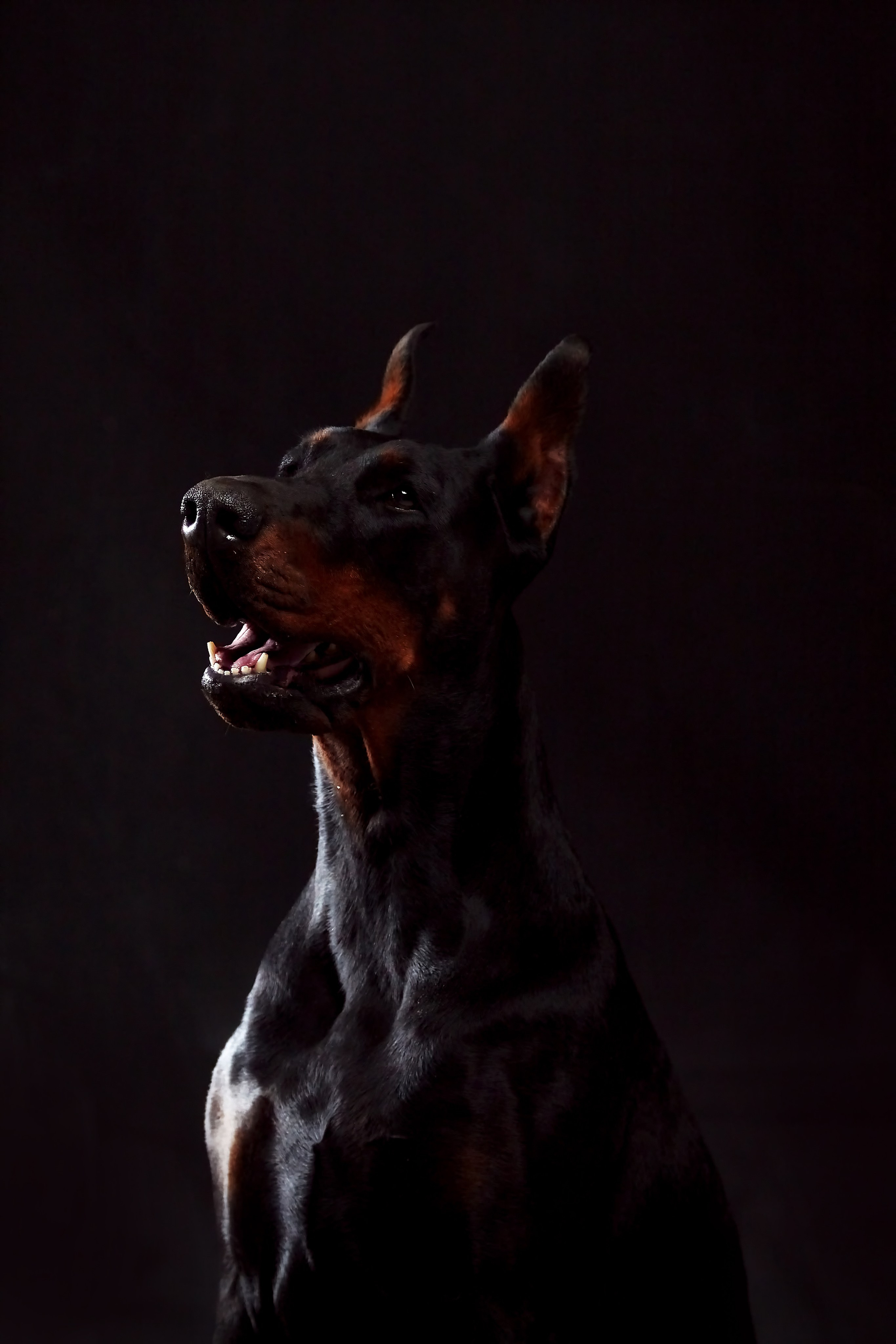 Фотосессия с животными. Фотограф анималист — Тула, Москва