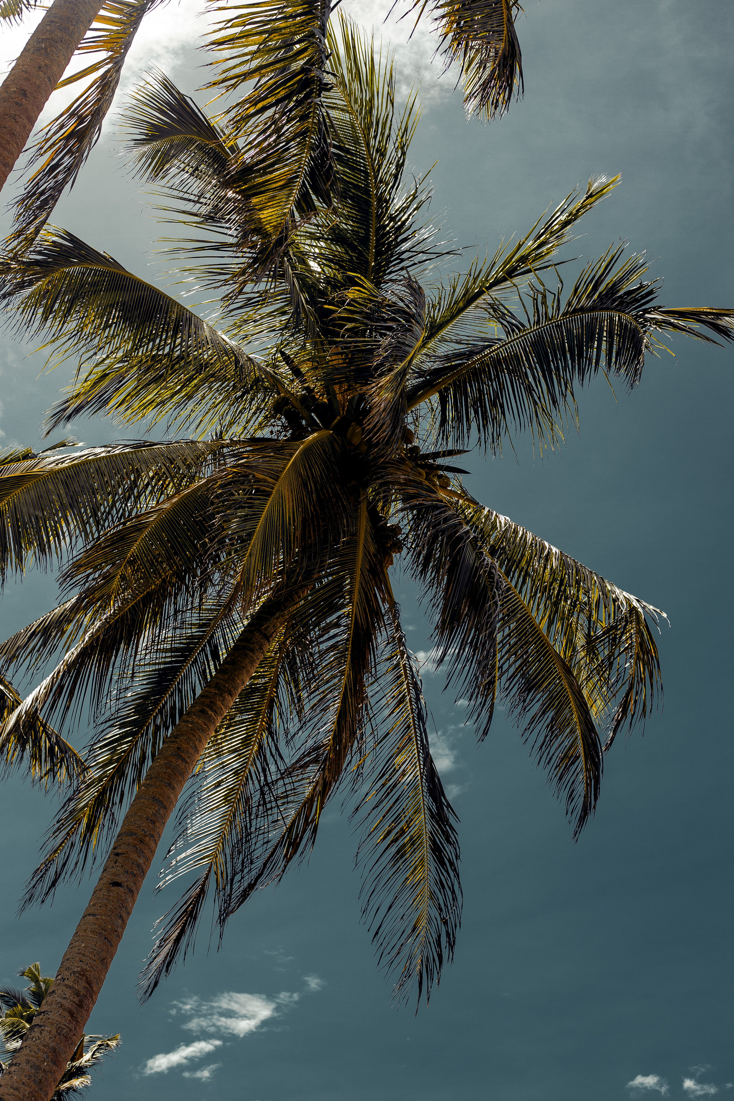 Sri Lanka. Art Photographer