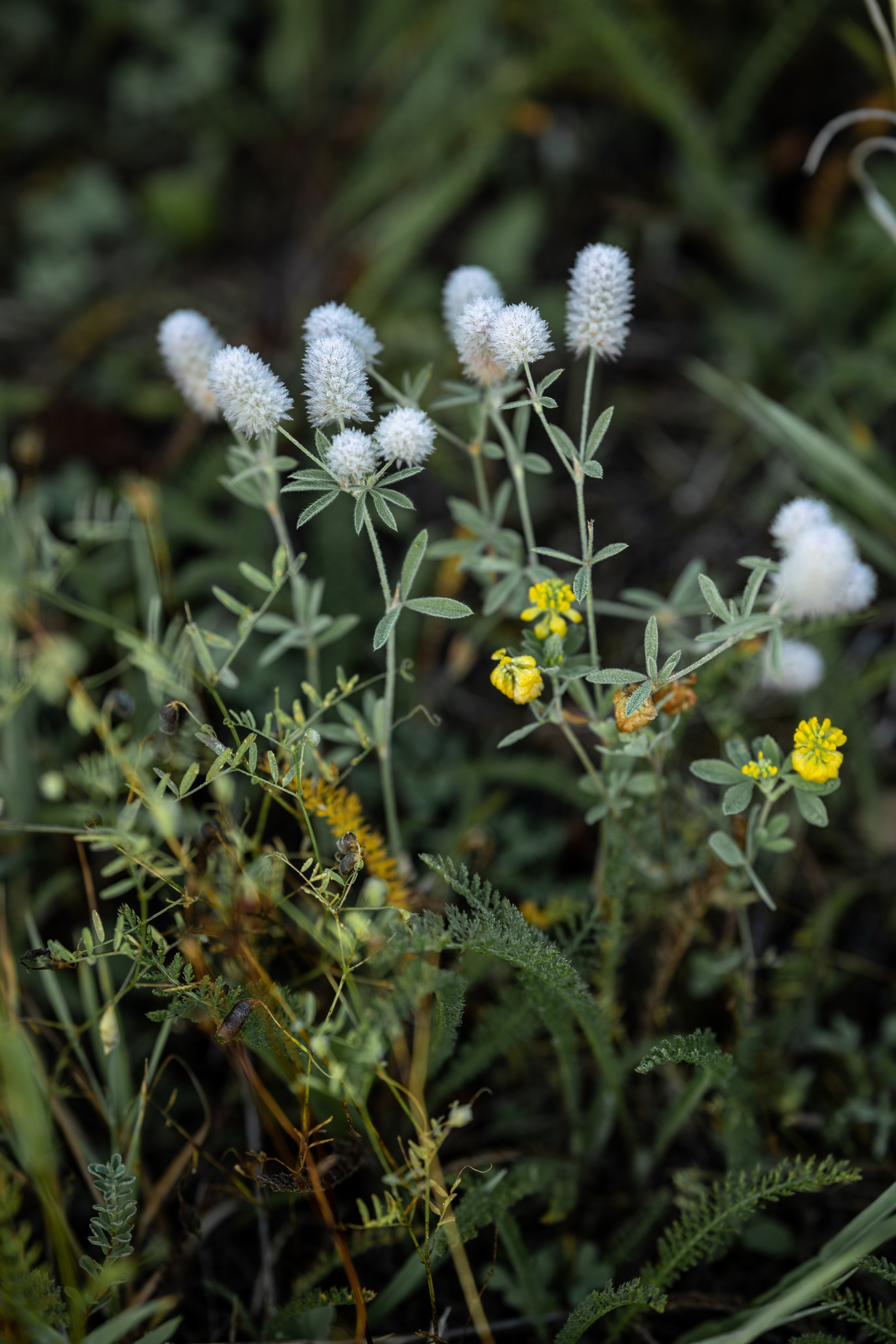 Природные пейзажи. Наталия Клевинскас портретный фотограф в Костроме