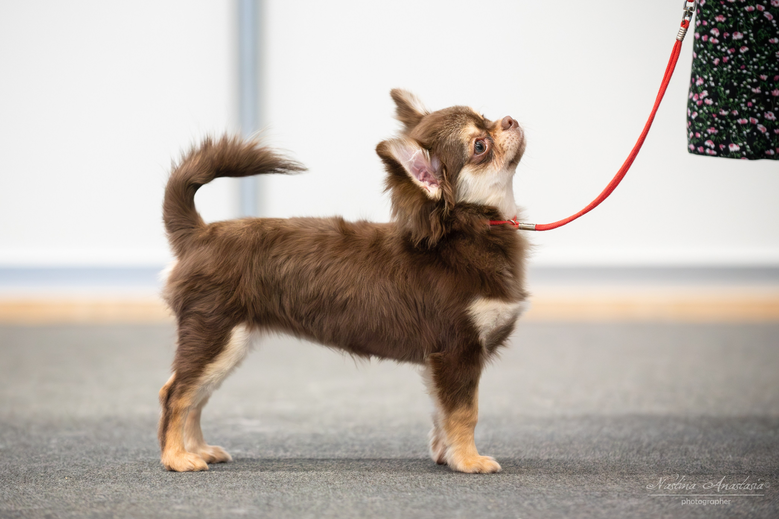 Выставки. Фотограф — Анималист