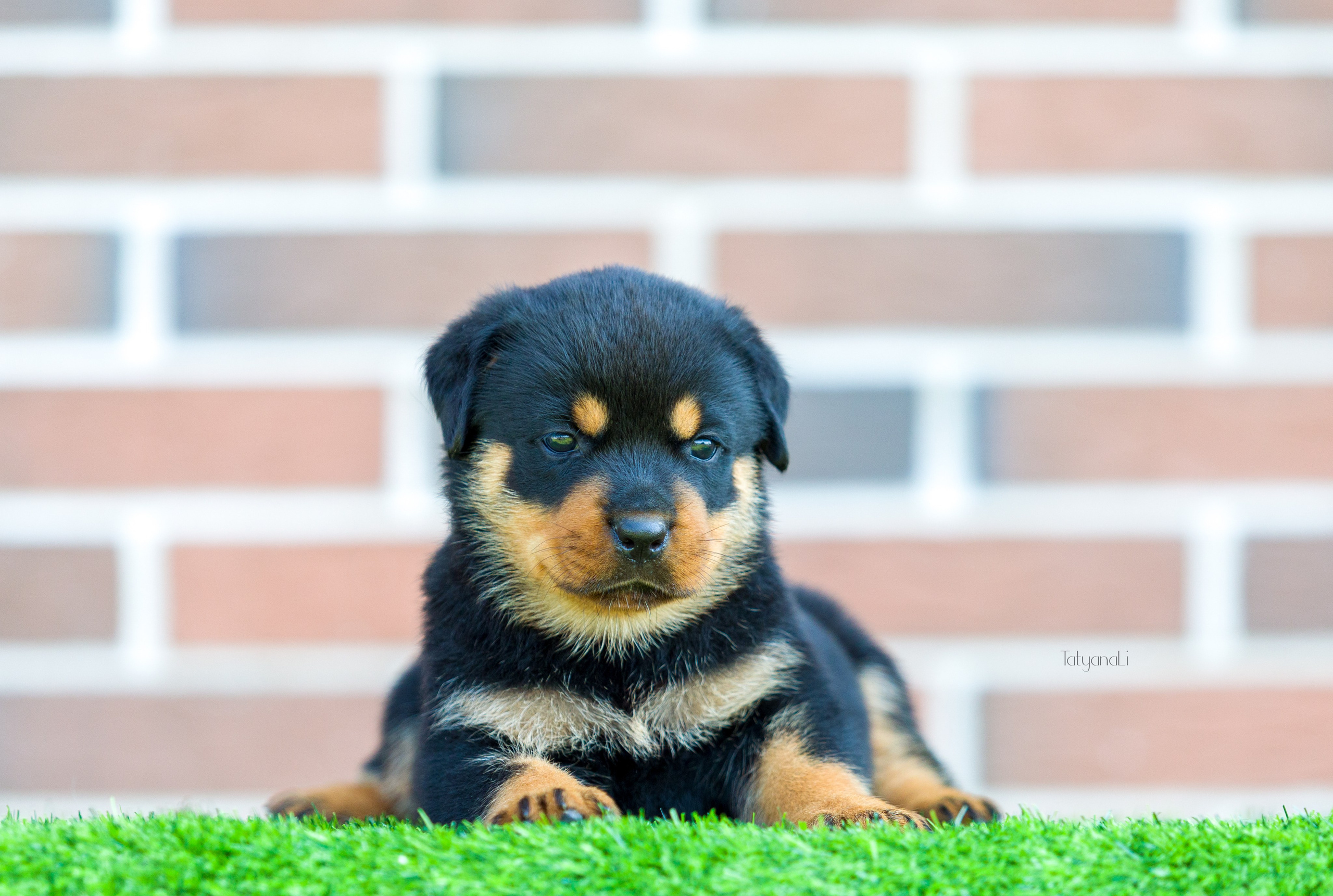 Ротвейлер. Фотограф — анималист Татьяна Ли