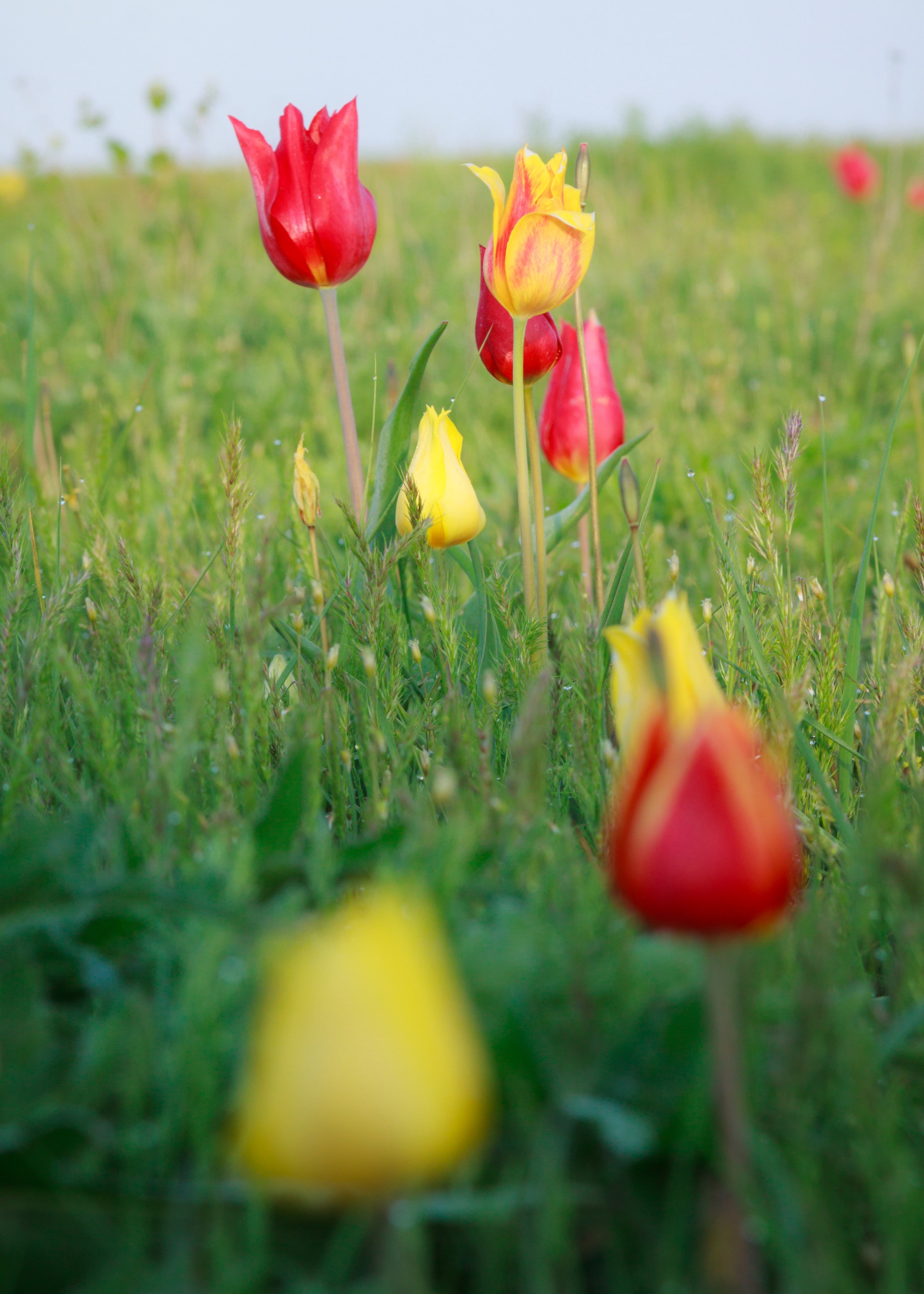 Тюльпаны и весенняя цветущая степь. Пейзажный и архитектурный фотограф юга России