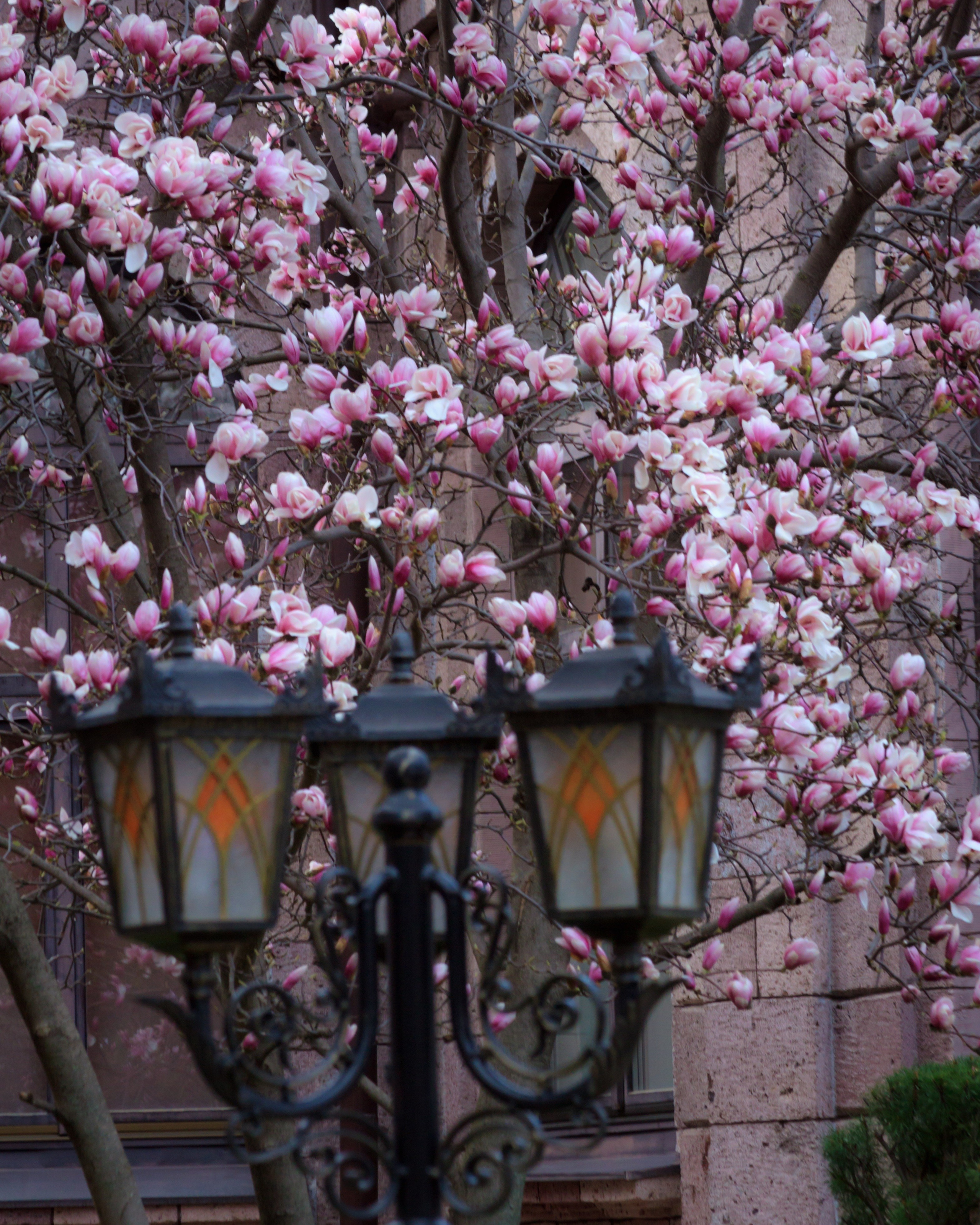 Магнолия на КМВ, г. Ессентуки