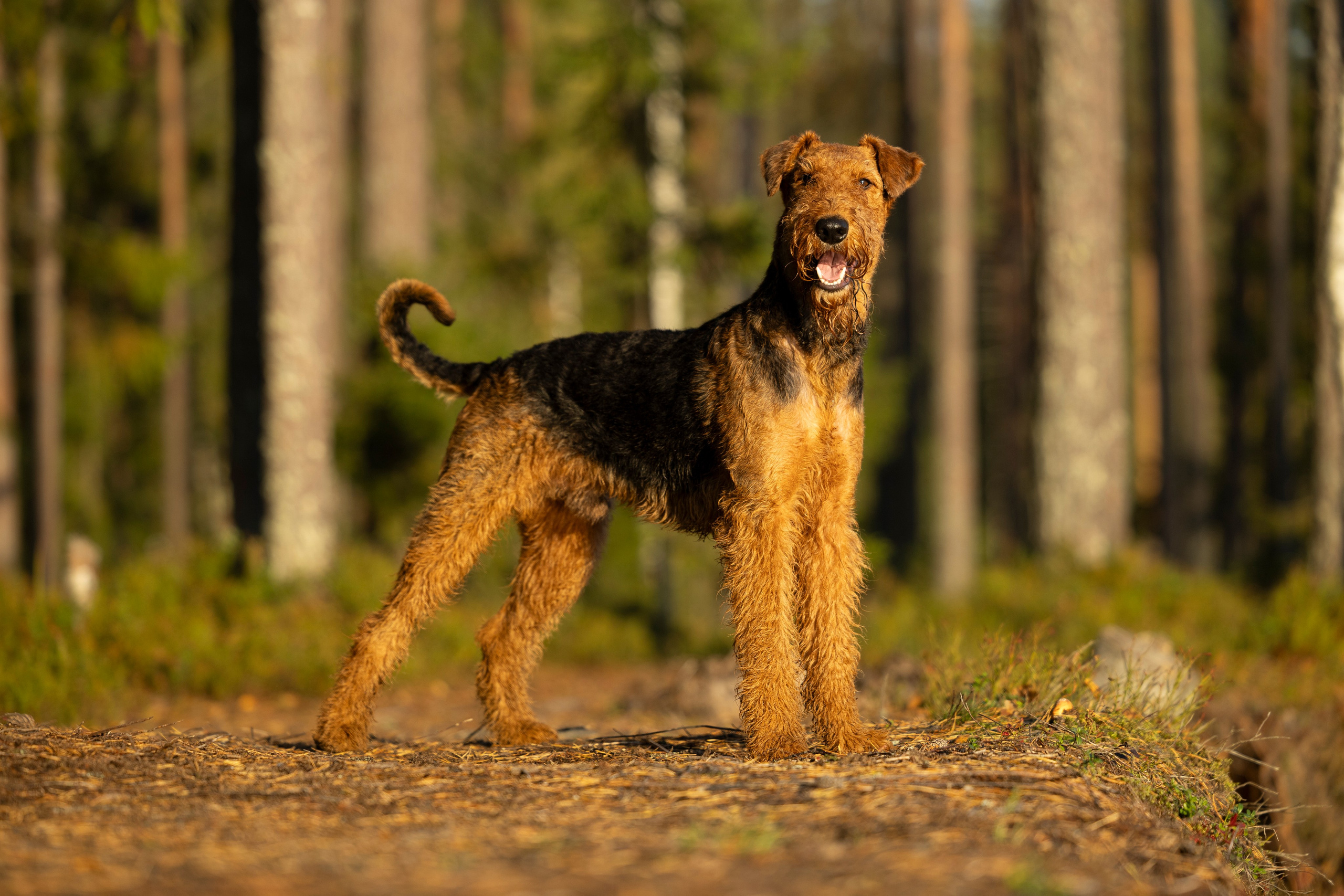 Харди. Фотограф-анималист Анна Маринич