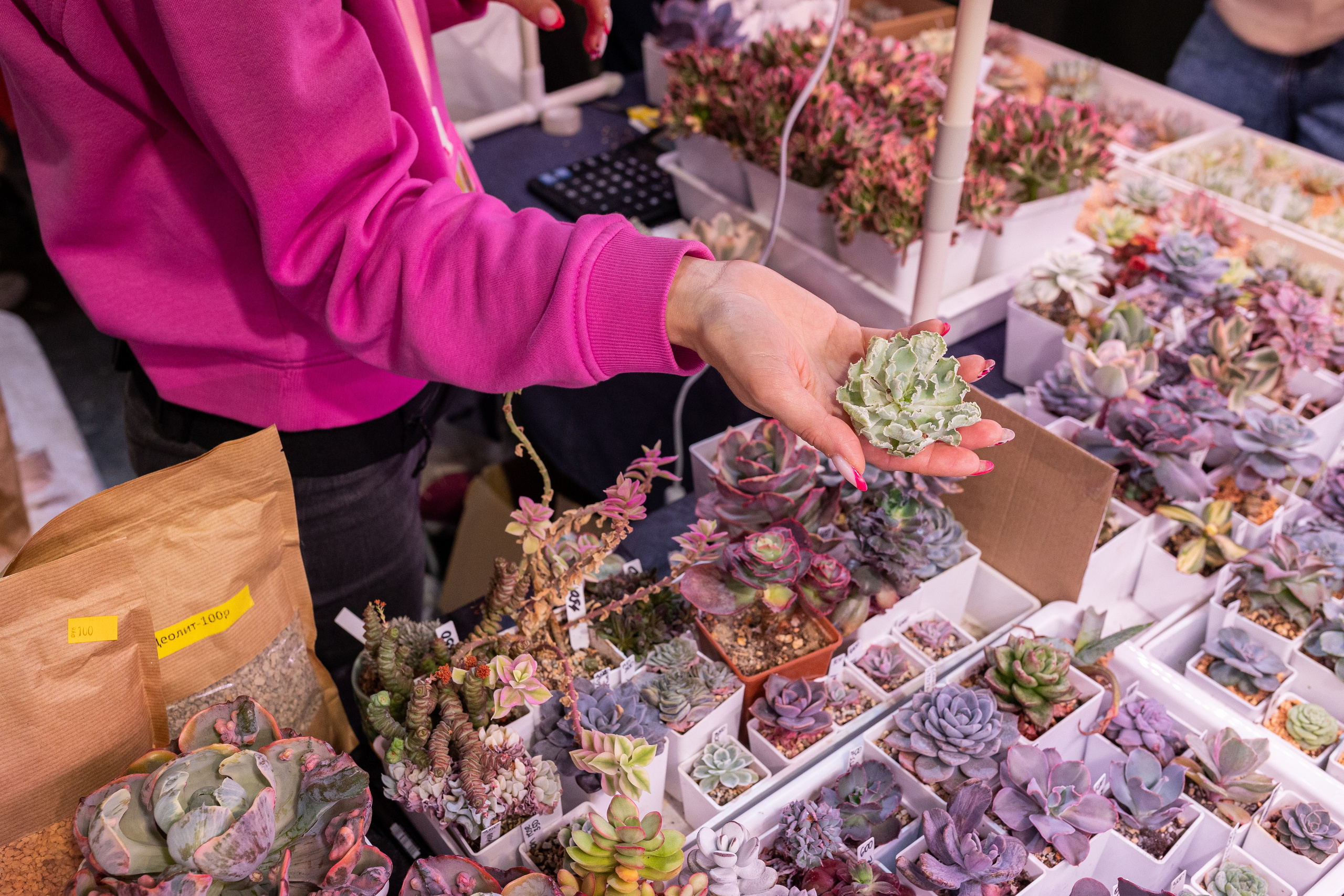 Meza market 2024. Александра Куликова фотограф, Москва