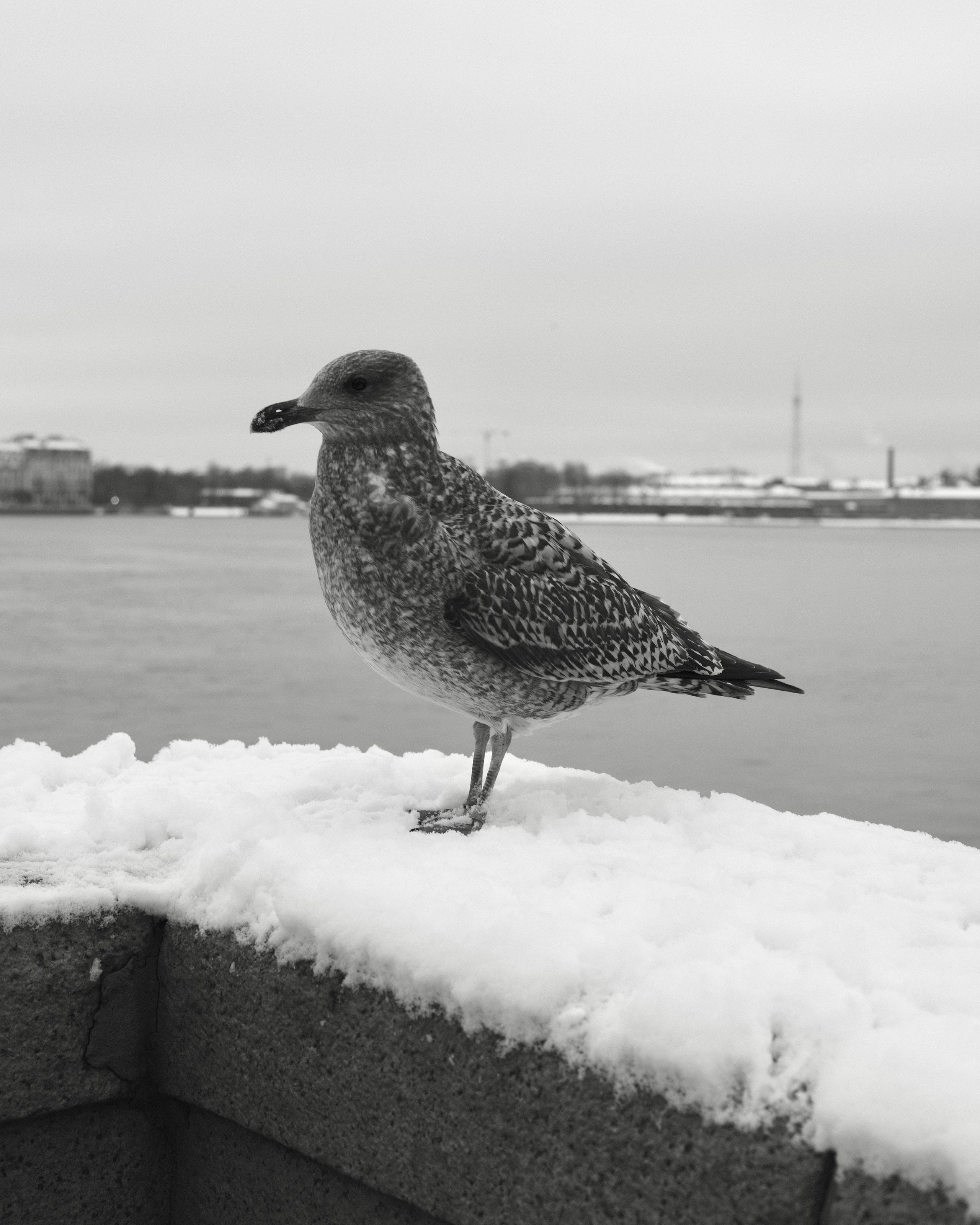 Санкт-Петербург. BELABONKA