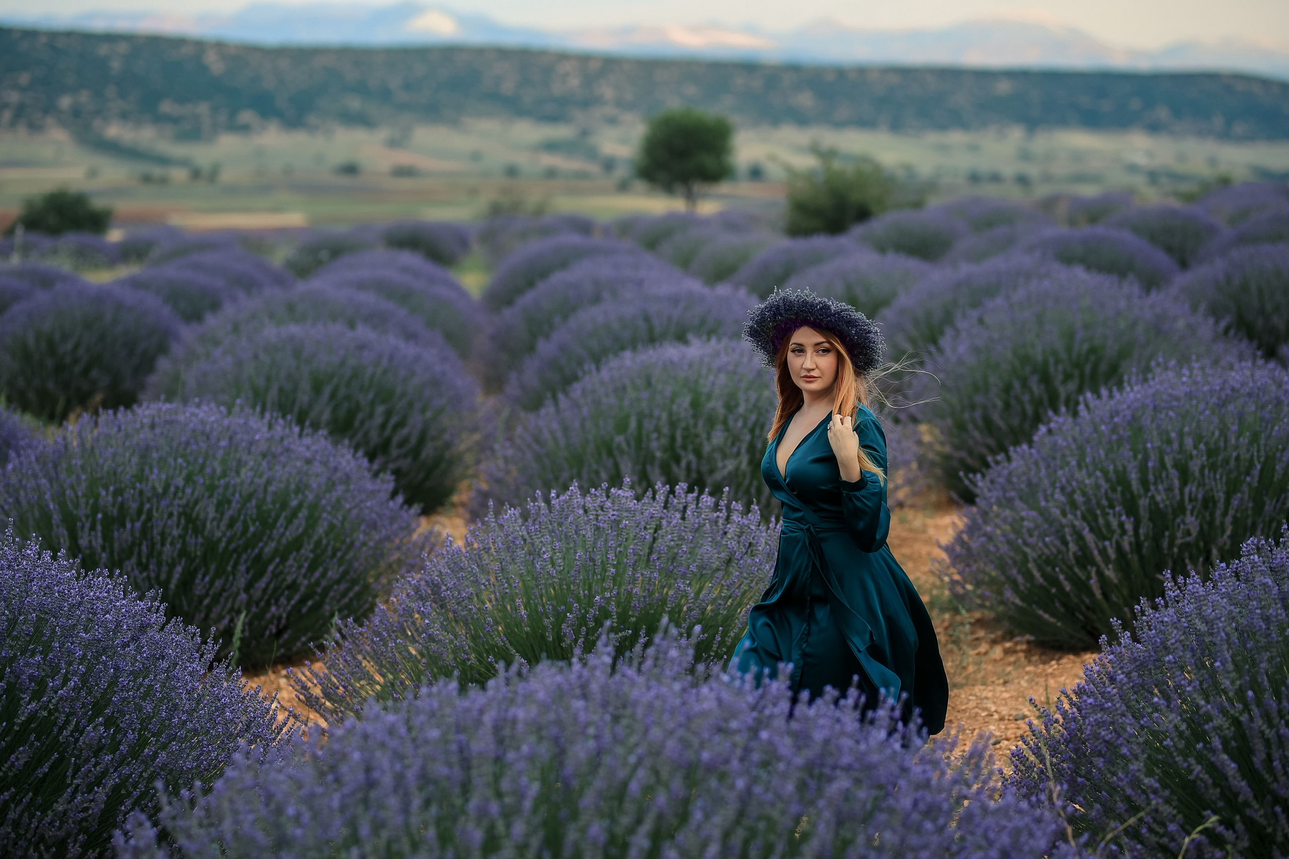 Lavender fields in Turkey