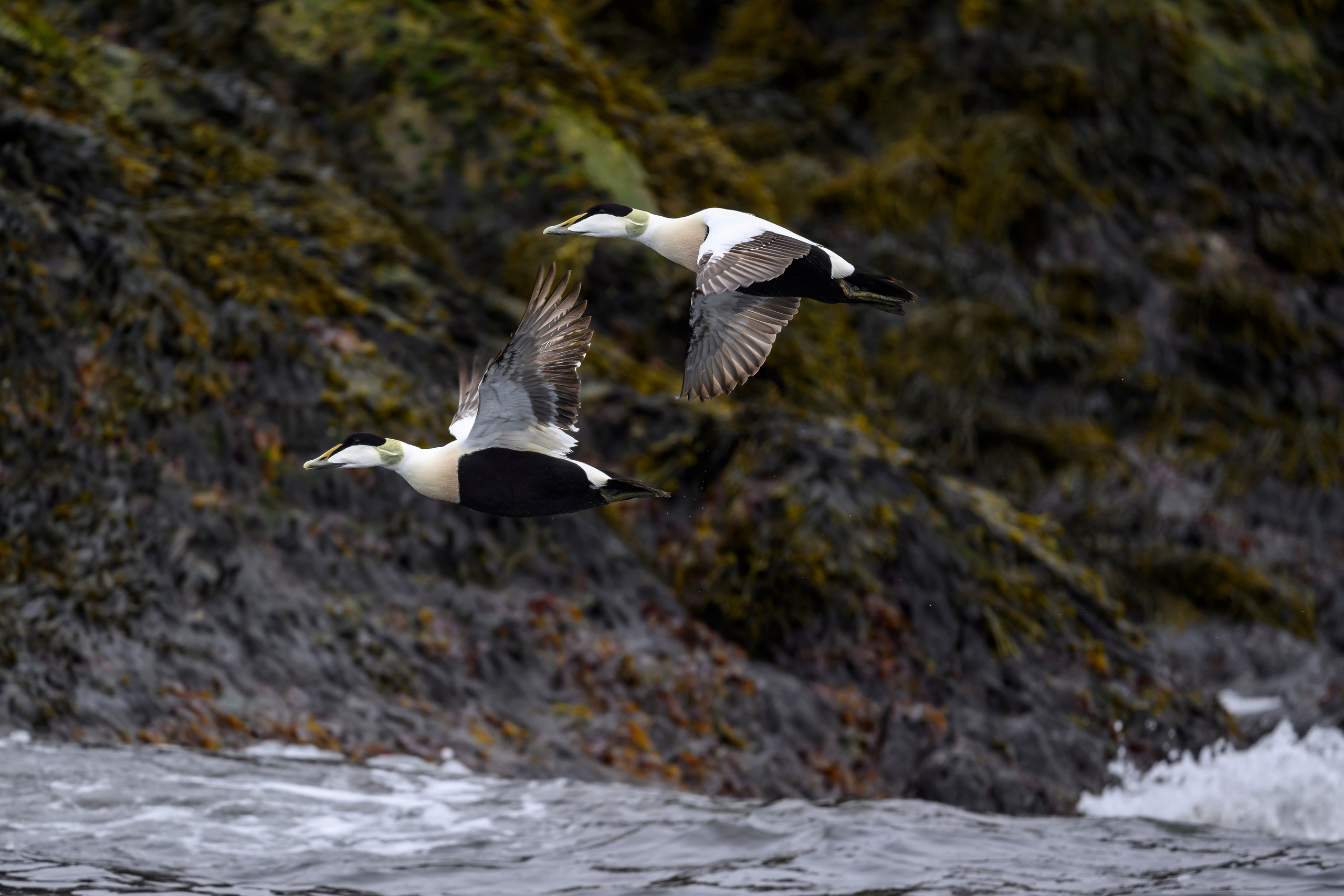 Мурманская область. Июнь 2024. Фотограф Сергей Пупонин