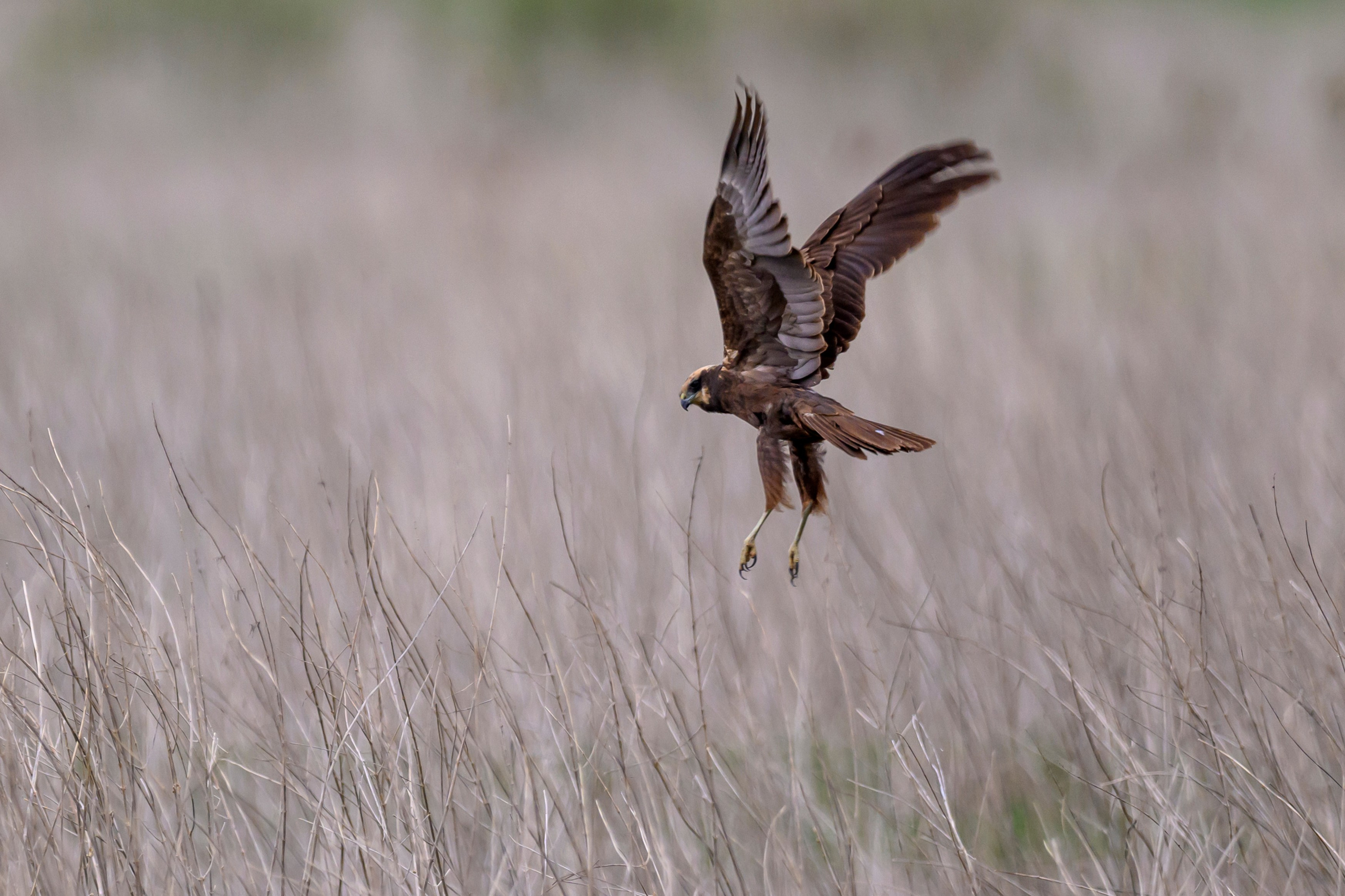Болотные совы и лунь. Wildlife photography by Sergey Puponin