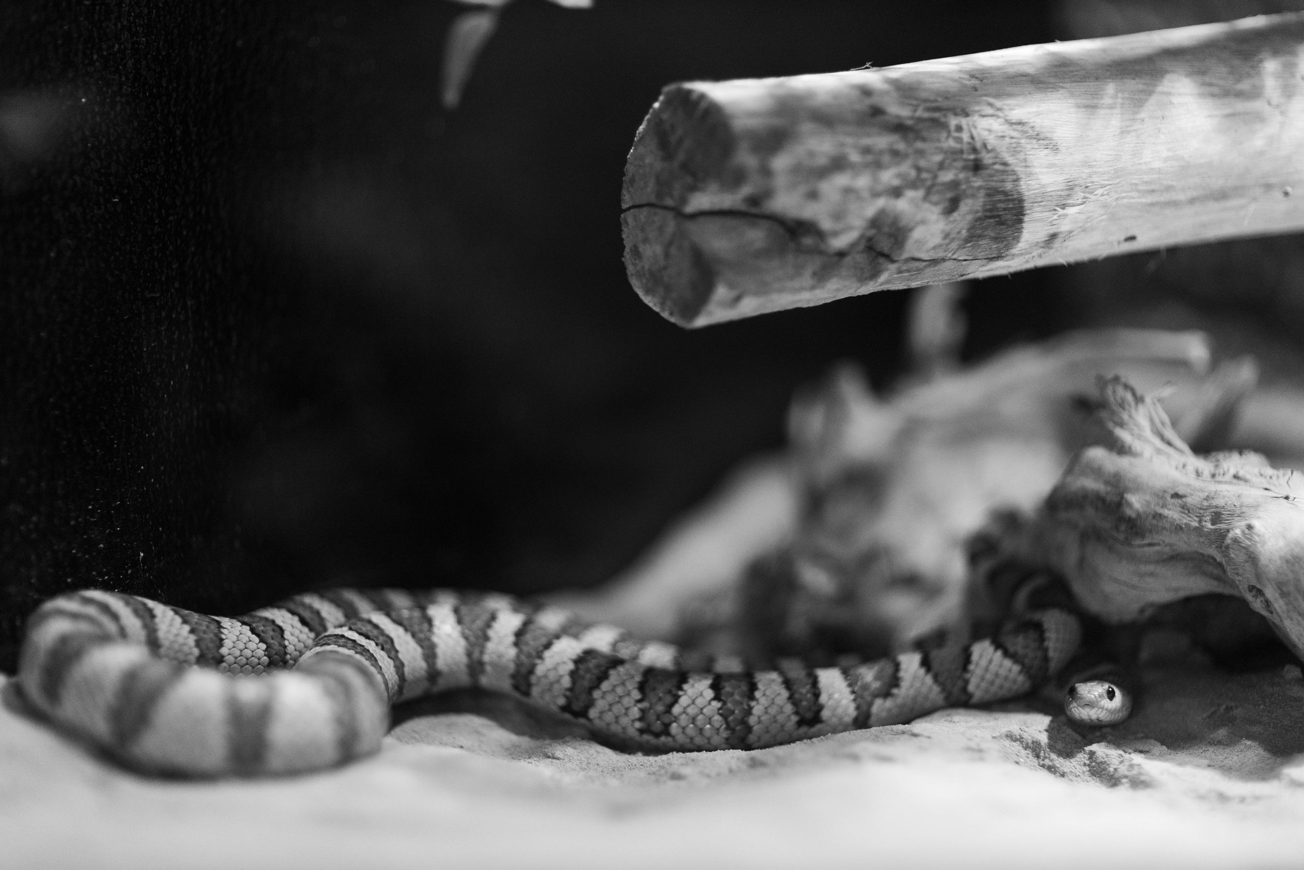 Дубай 2023. Руслан Плахтеев