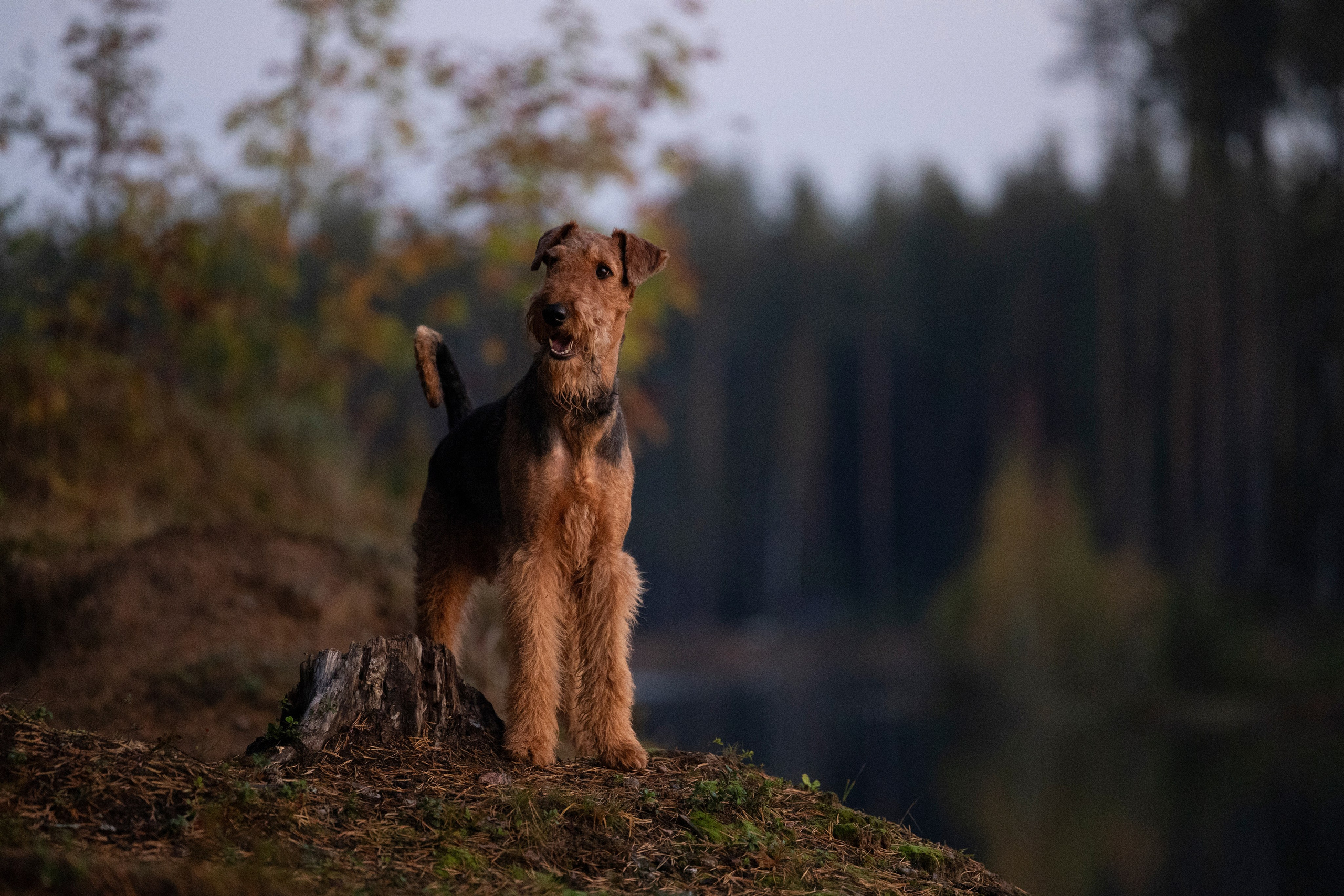 Харди. Фотограф-анималист Анна Маринич