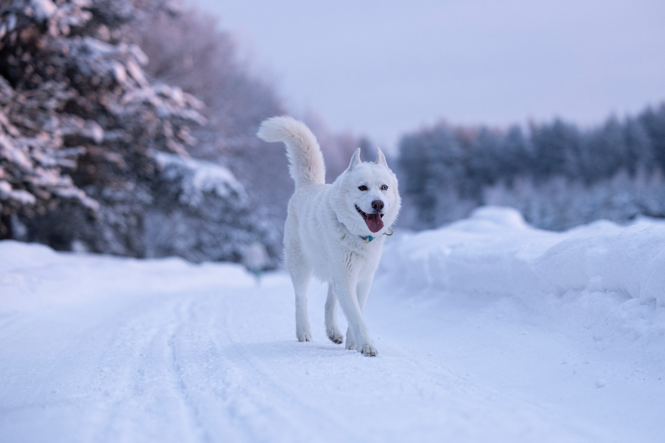 Суоранда. Фотограф-анималист Анна Маринич