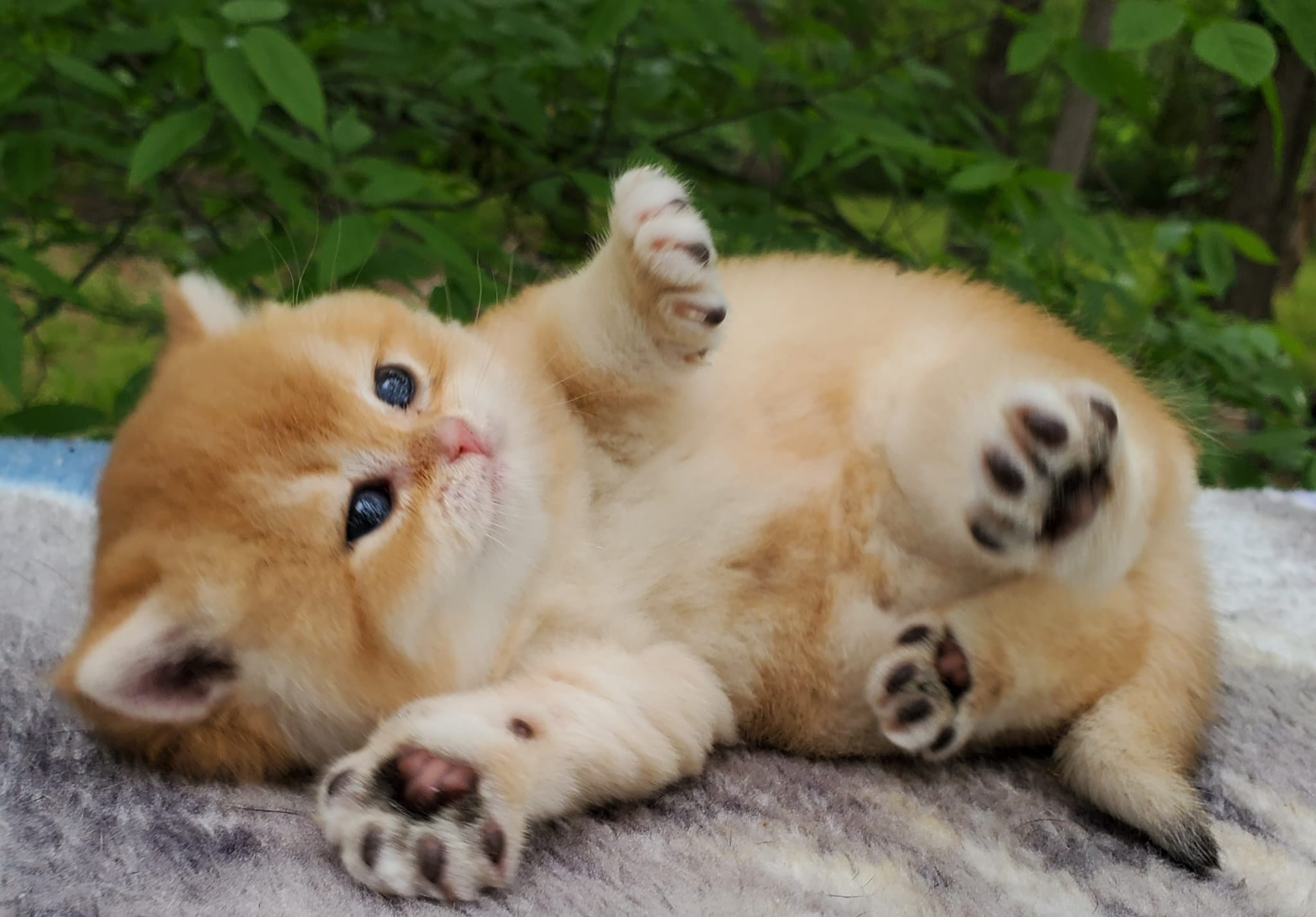 Patisson, male, DB-03.31.25, sold. British shorhair Cats