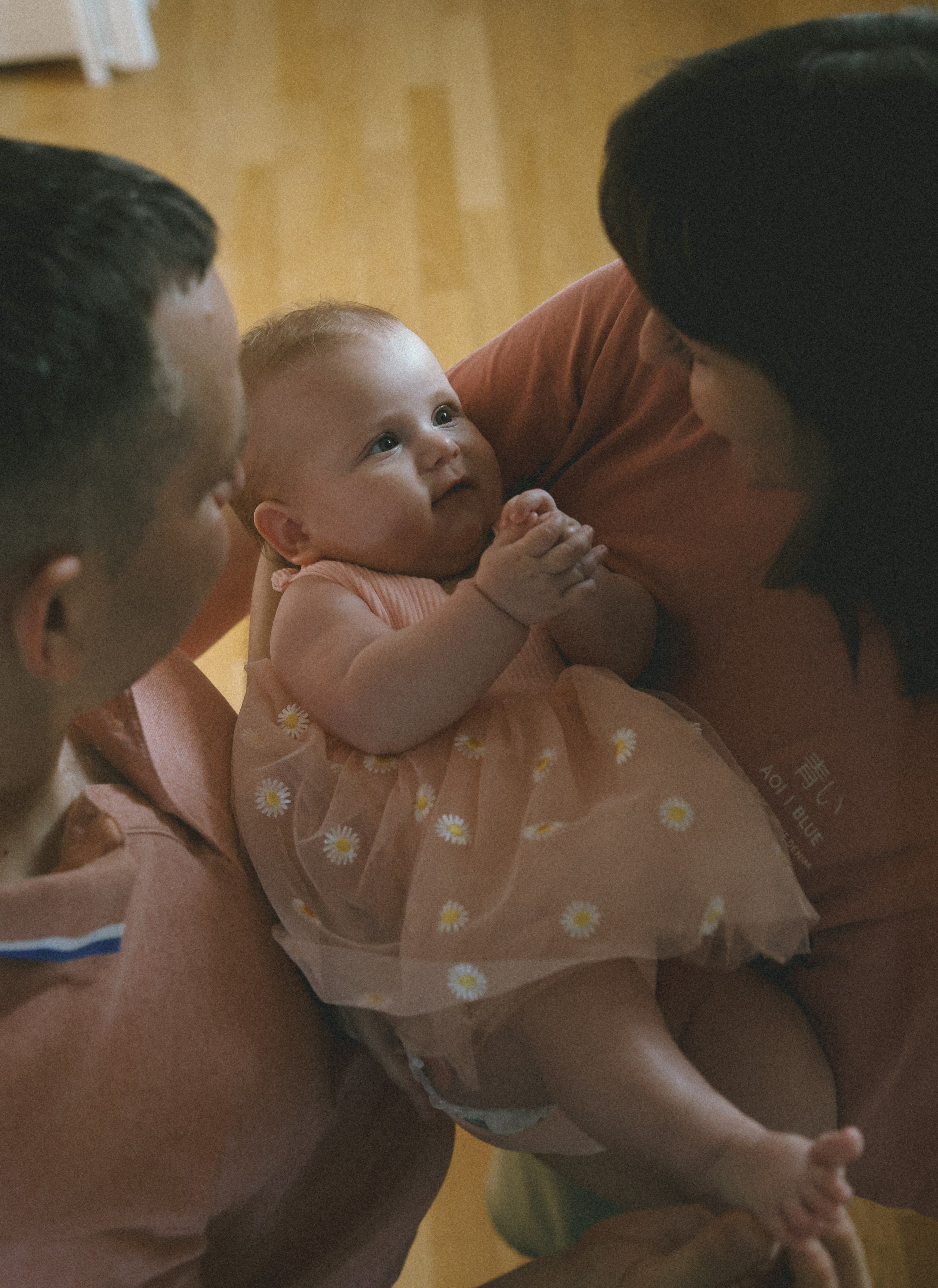 Домашняя история. Meryfotoidea