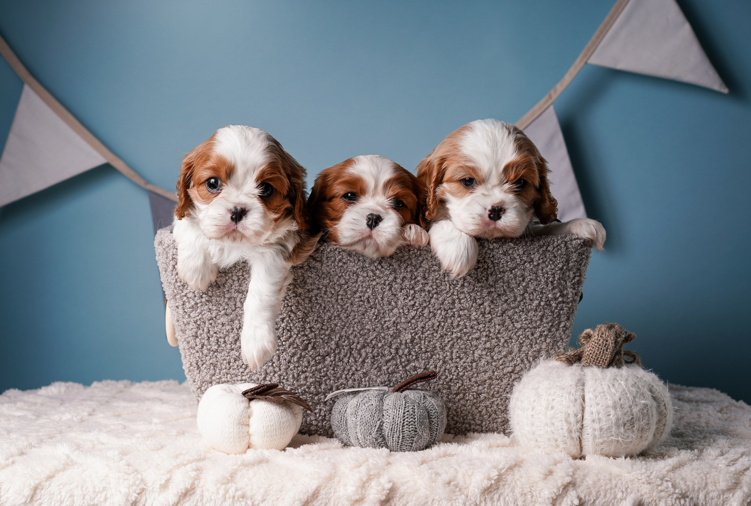 Щенки кавалера. Фотограф-анималист в Санкт-Петербурге Яна Мартынова