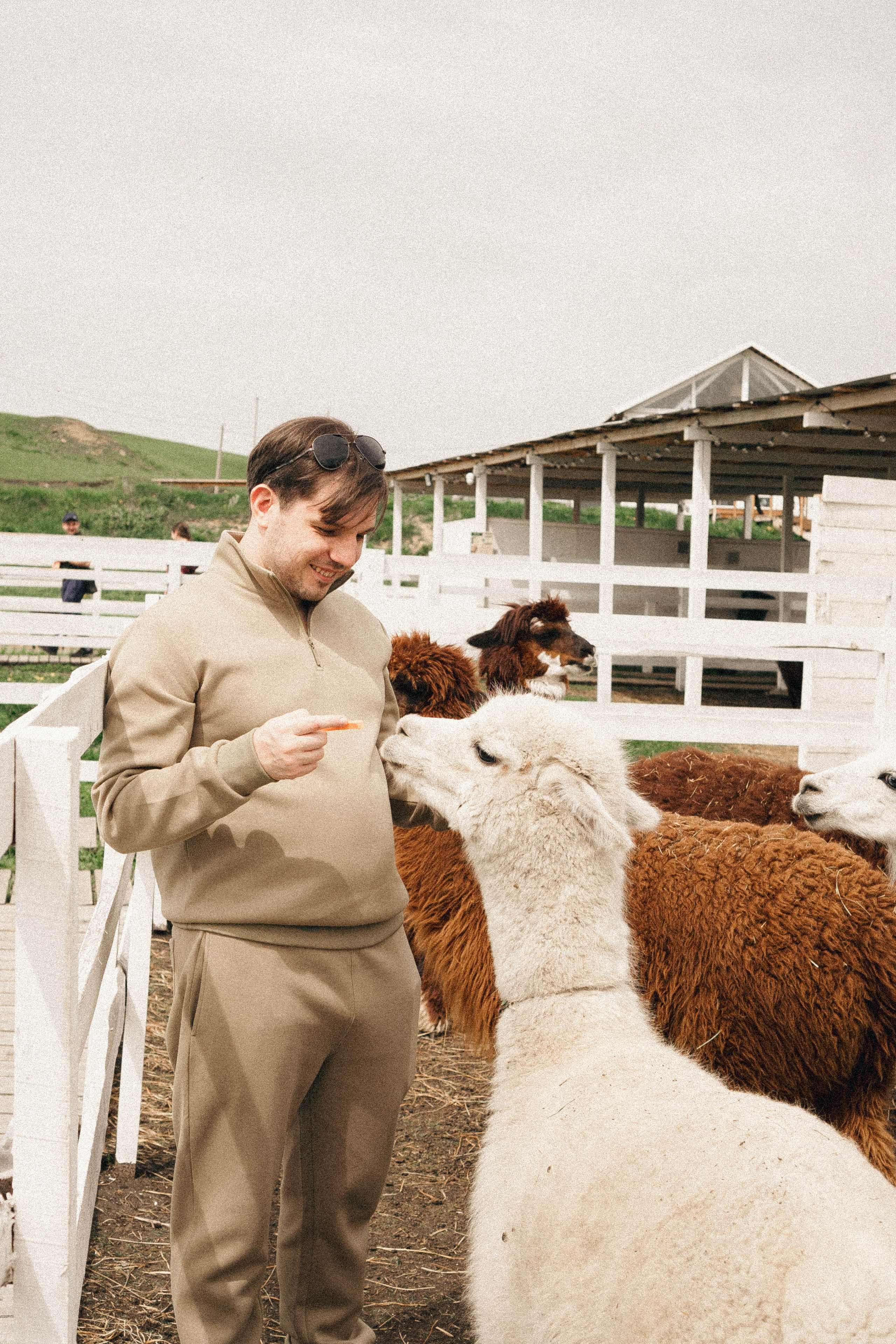 Ферма Альпак. Профессиональный фотограф, Санкт-Петербург — Виктория Богомолова