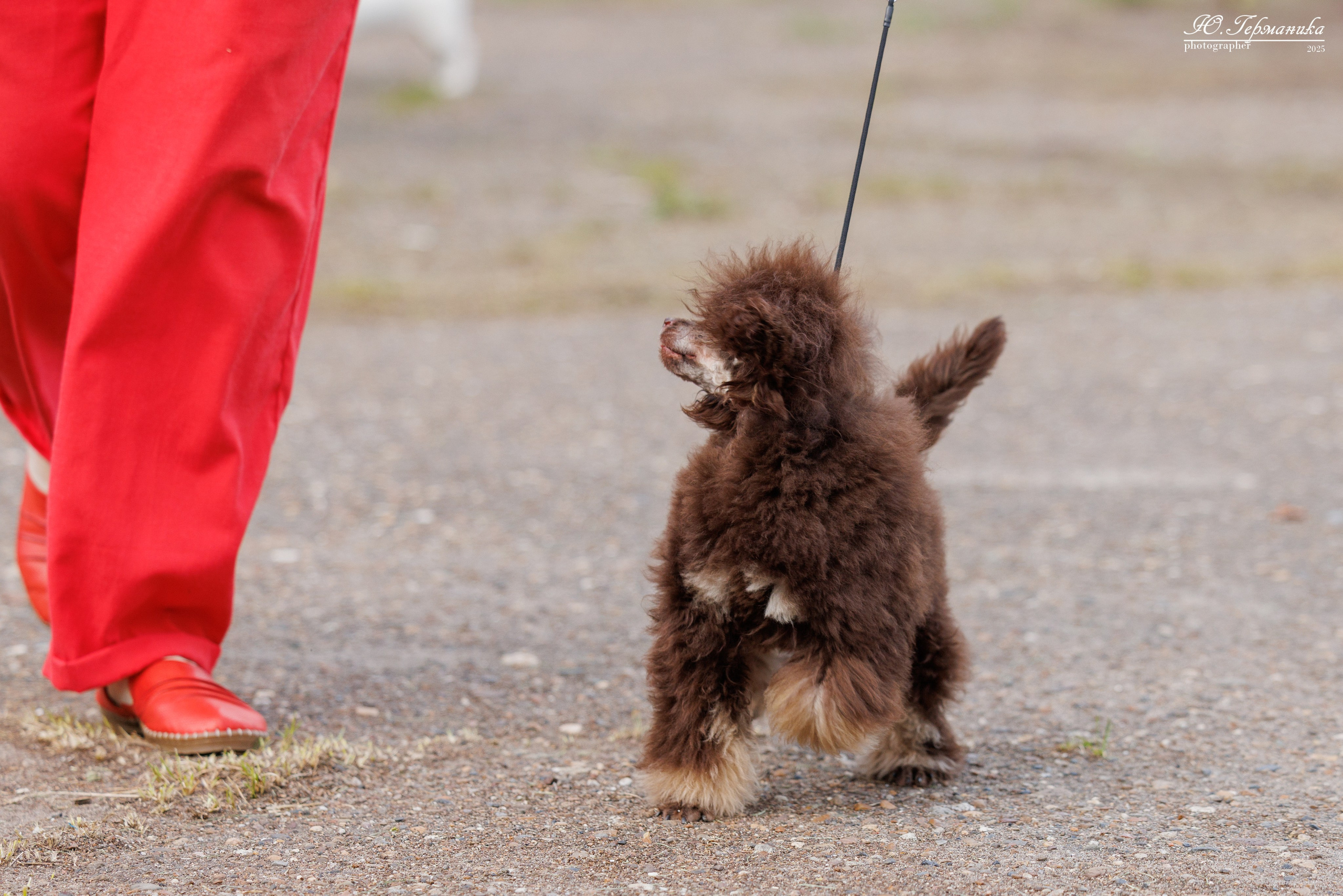 Тверь 10.08.2025. Фотограф-анималист Юлия Германика