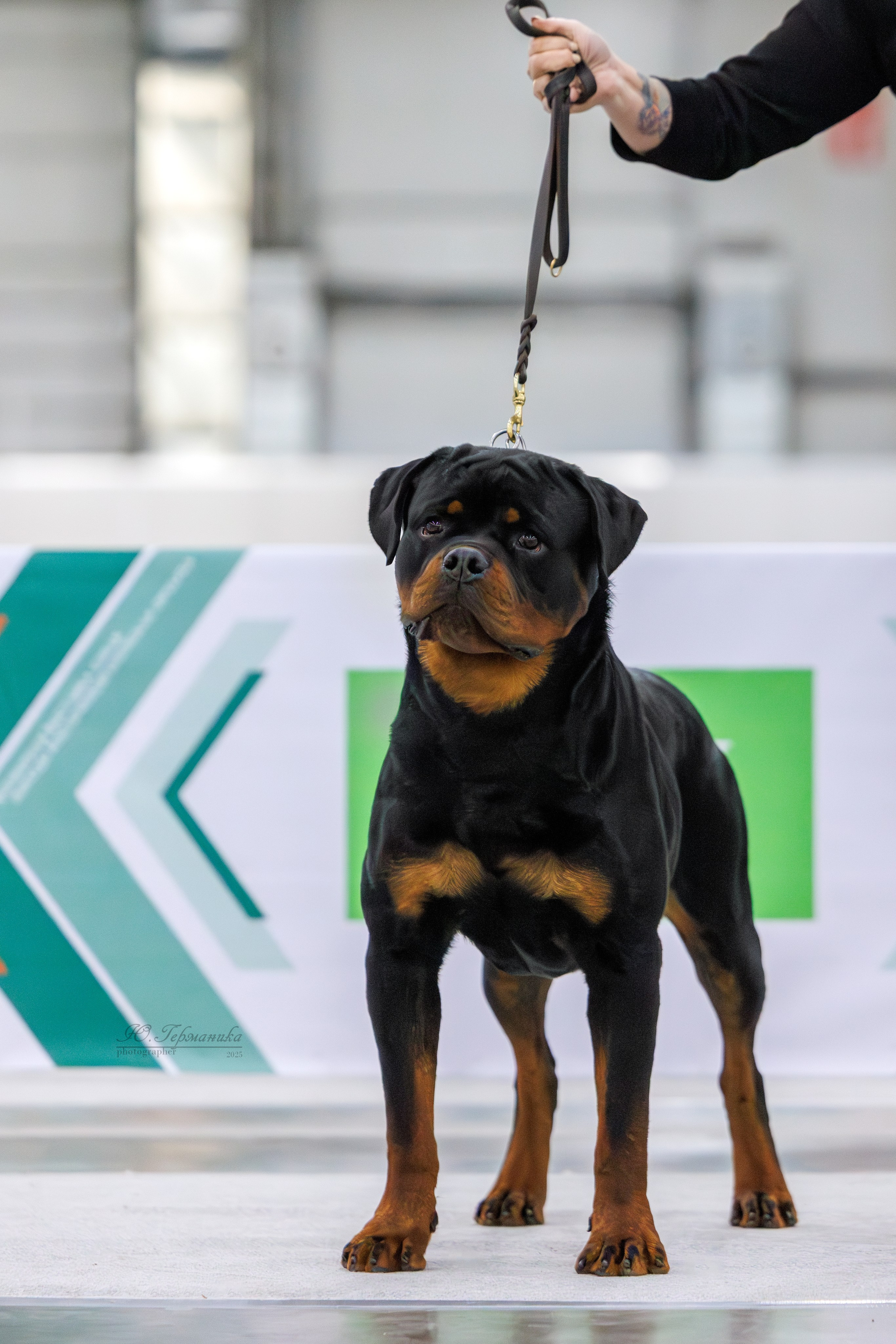 Евразия 15-16.11.2025. Фотограф-анималист Юлия Германика