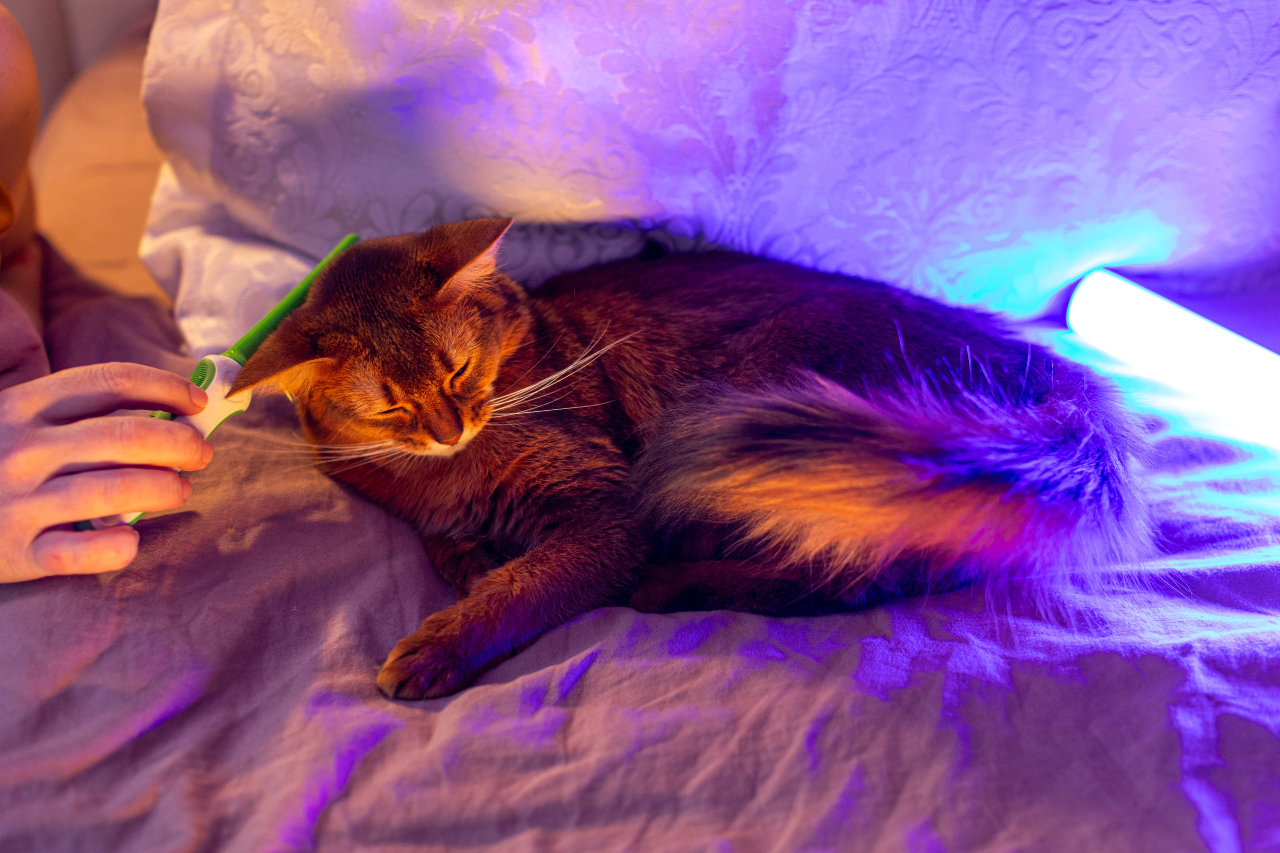 Сомали. Art my Pho