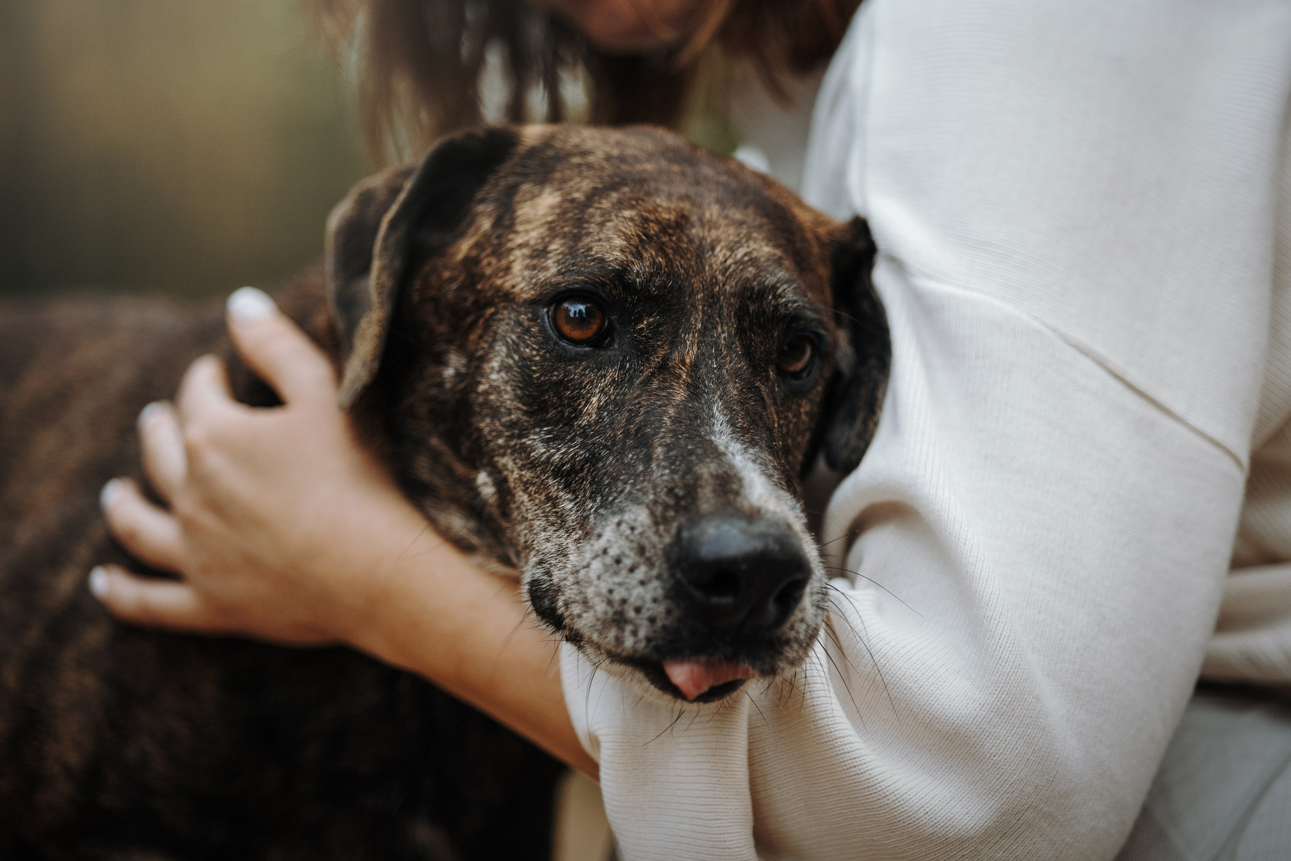 Любовь и ее хвостики. Фотограф — Анималист | Санкт-Петербург